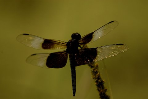 AF Zoom-Nikkor 70-300mm f/4-5.6D ED sample photo