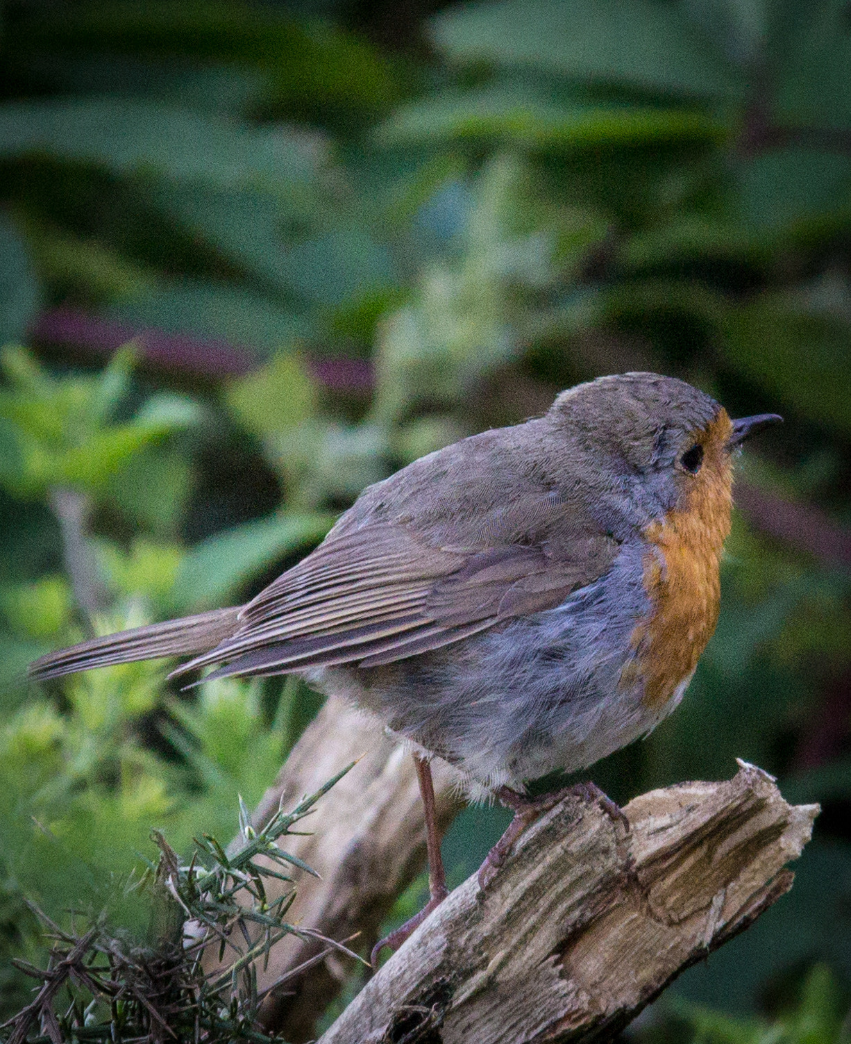 Canon EF-S 18-200mm F3.5-5.6 IS sample photo. Redbreast photography