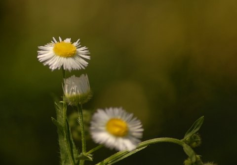 AF Zoom-Nikkor 70-300mm f/4-5.6D ED sample photo