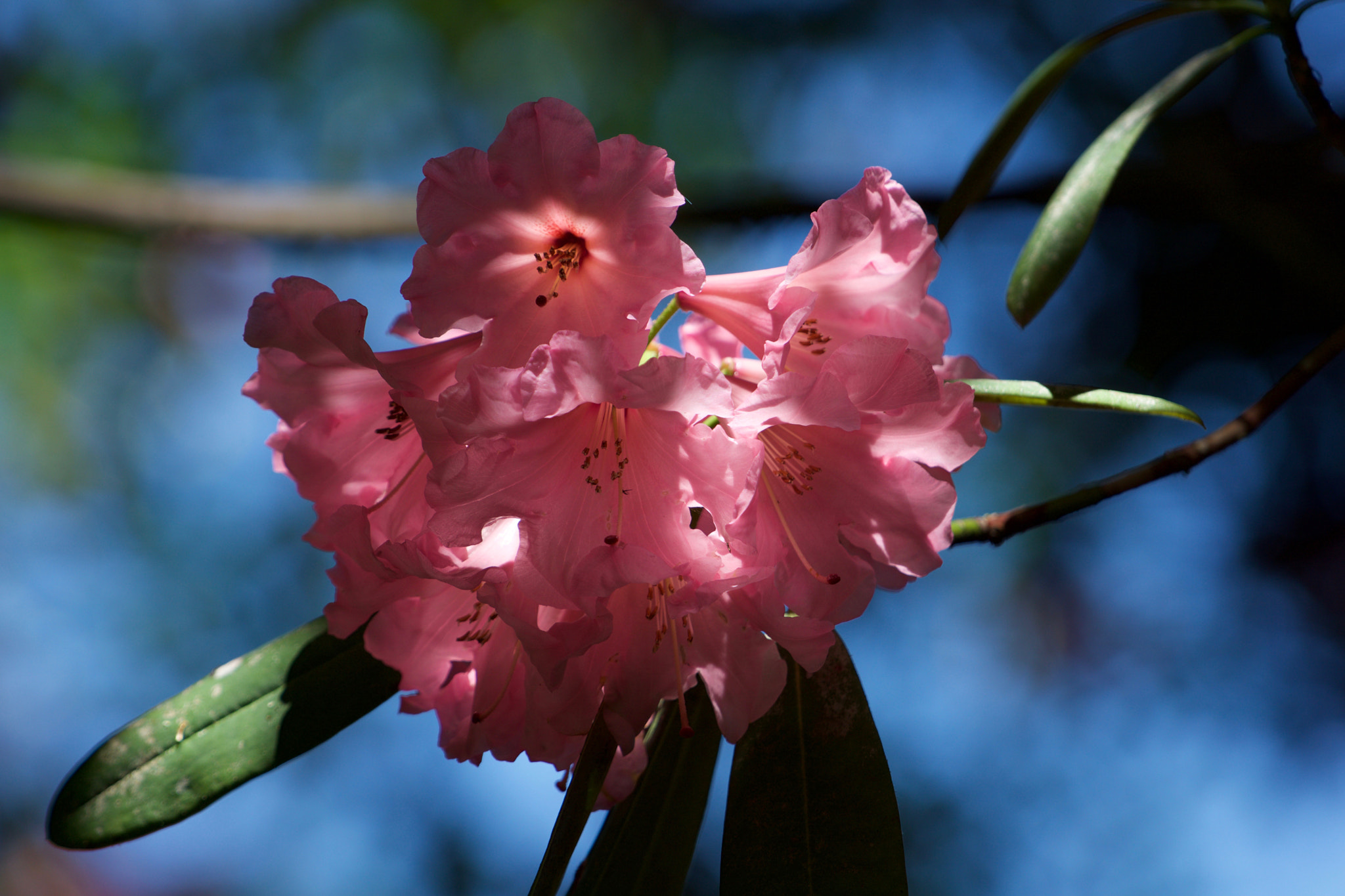 Sony a6000 + Sony FE 70-200mm F4 G OSS sample photo. Mix of shade and sunshine photography
