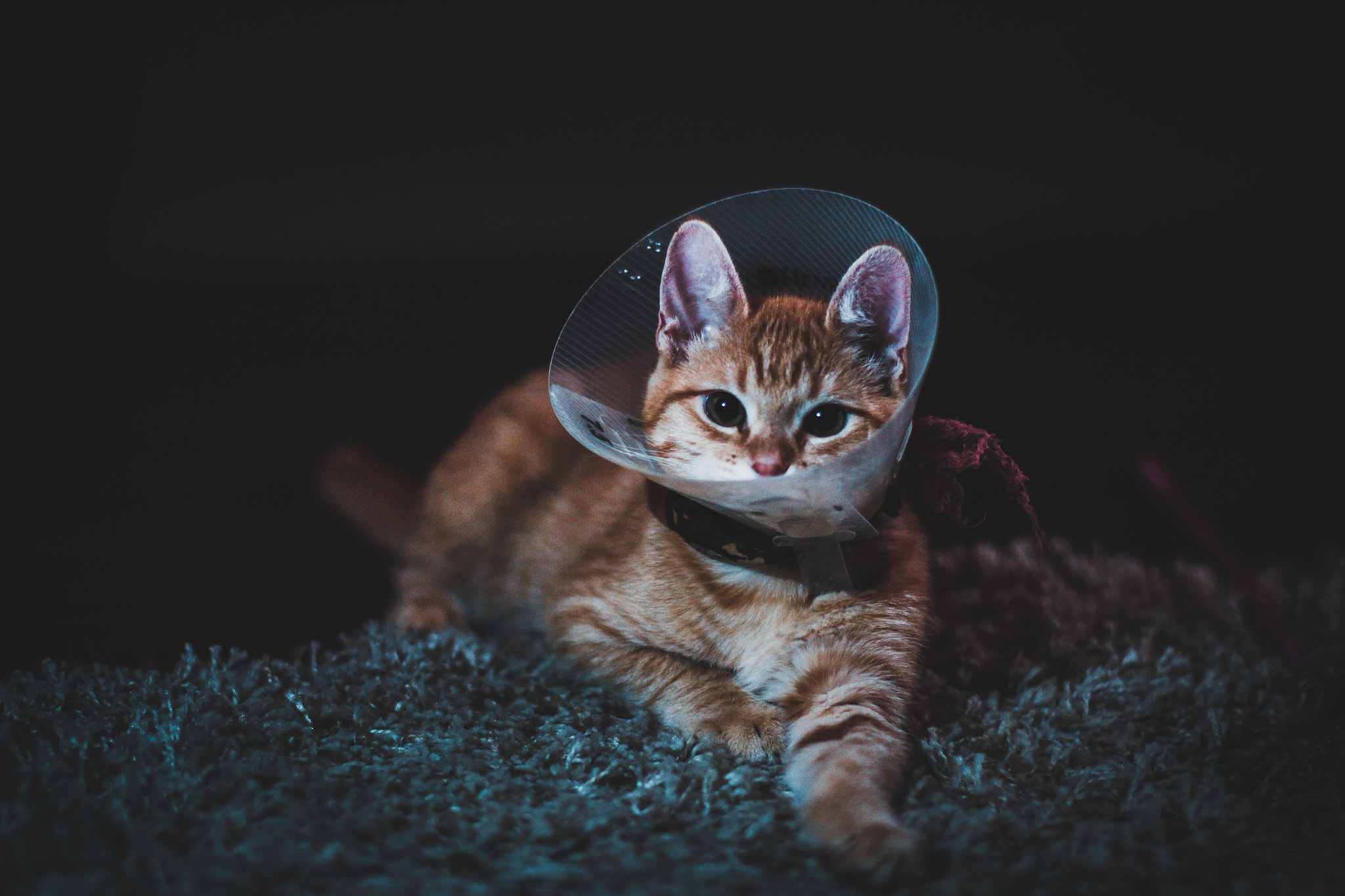 Canon EF 50mm F1.2L USM sample photo. Space cat photography