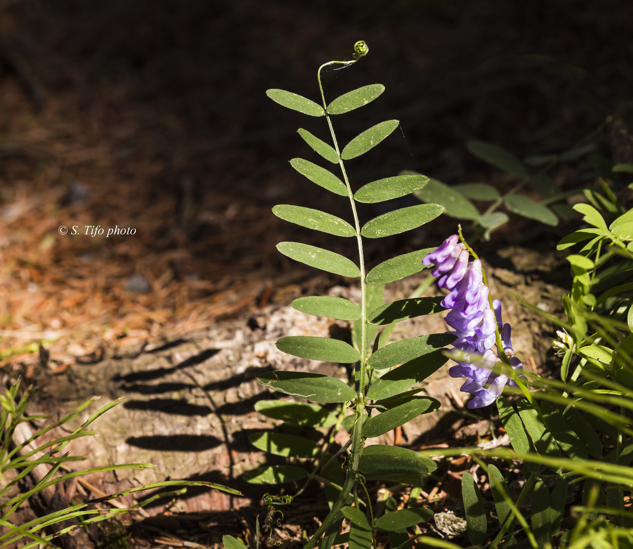 Sigma 105mm F2.8 EX DG OS HSM sample photo. Taking the sun .. photography