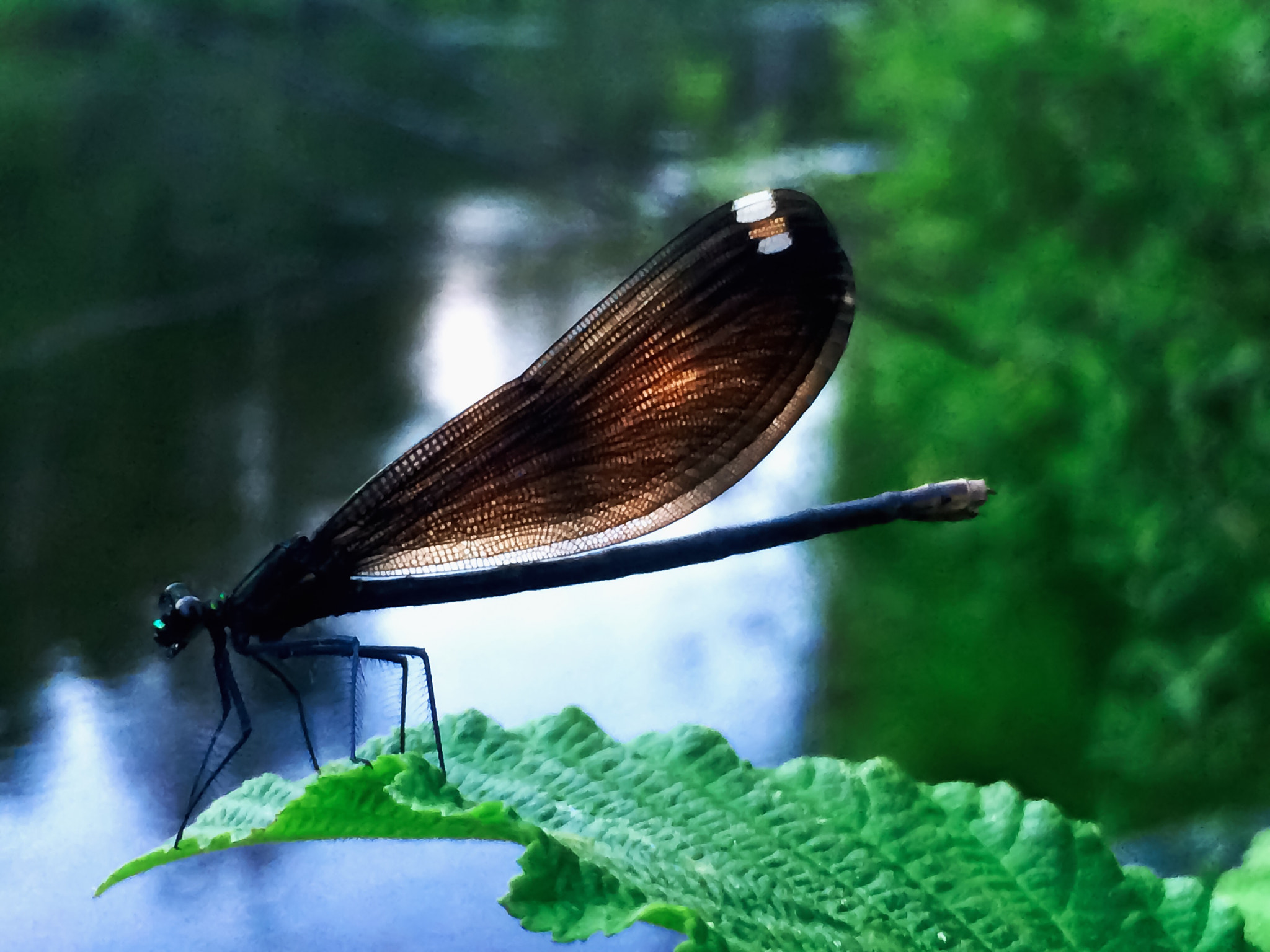 Apple iPhone6,1 sample photo. Damselfly at sunset. photography