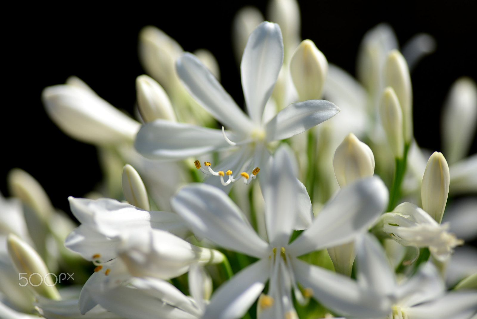 Nikon D600 sample photo. White agapanthus photography