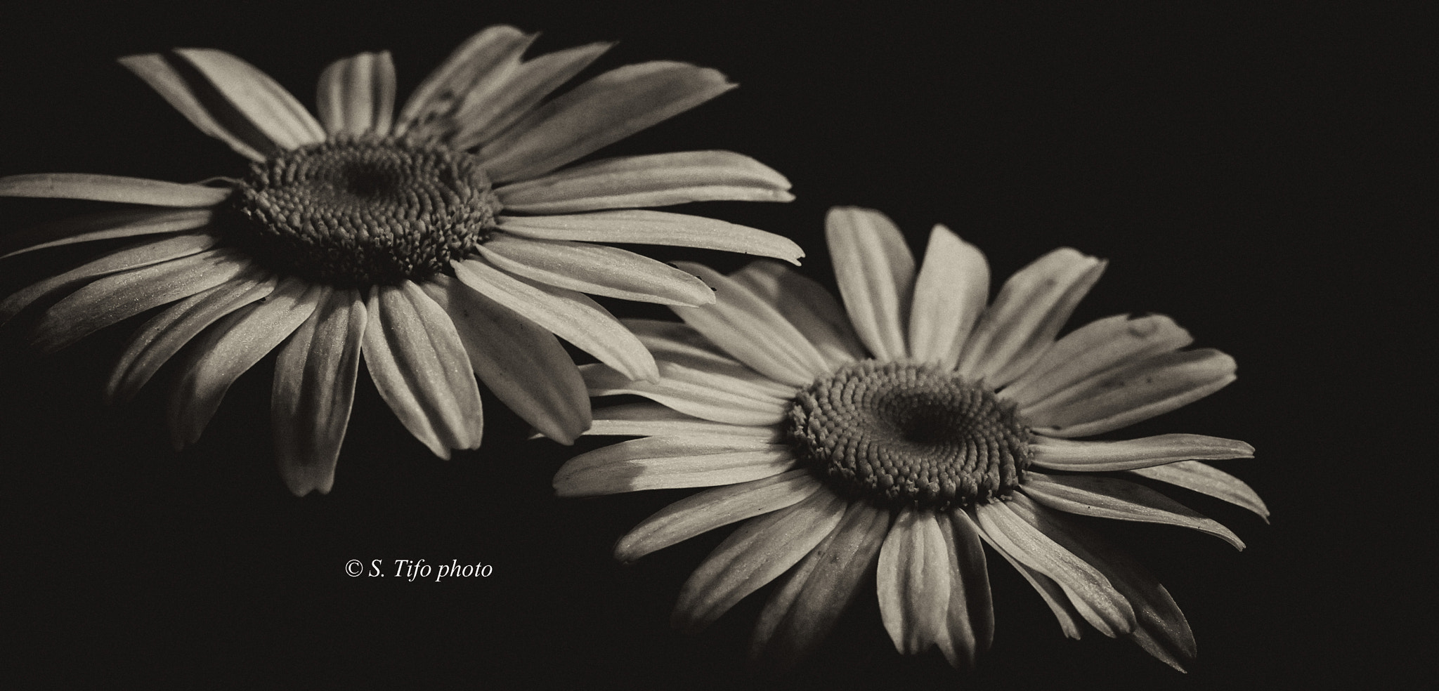 Sigma 105mm F2.8 EX DG OS HSM sample photo. Two ... photography