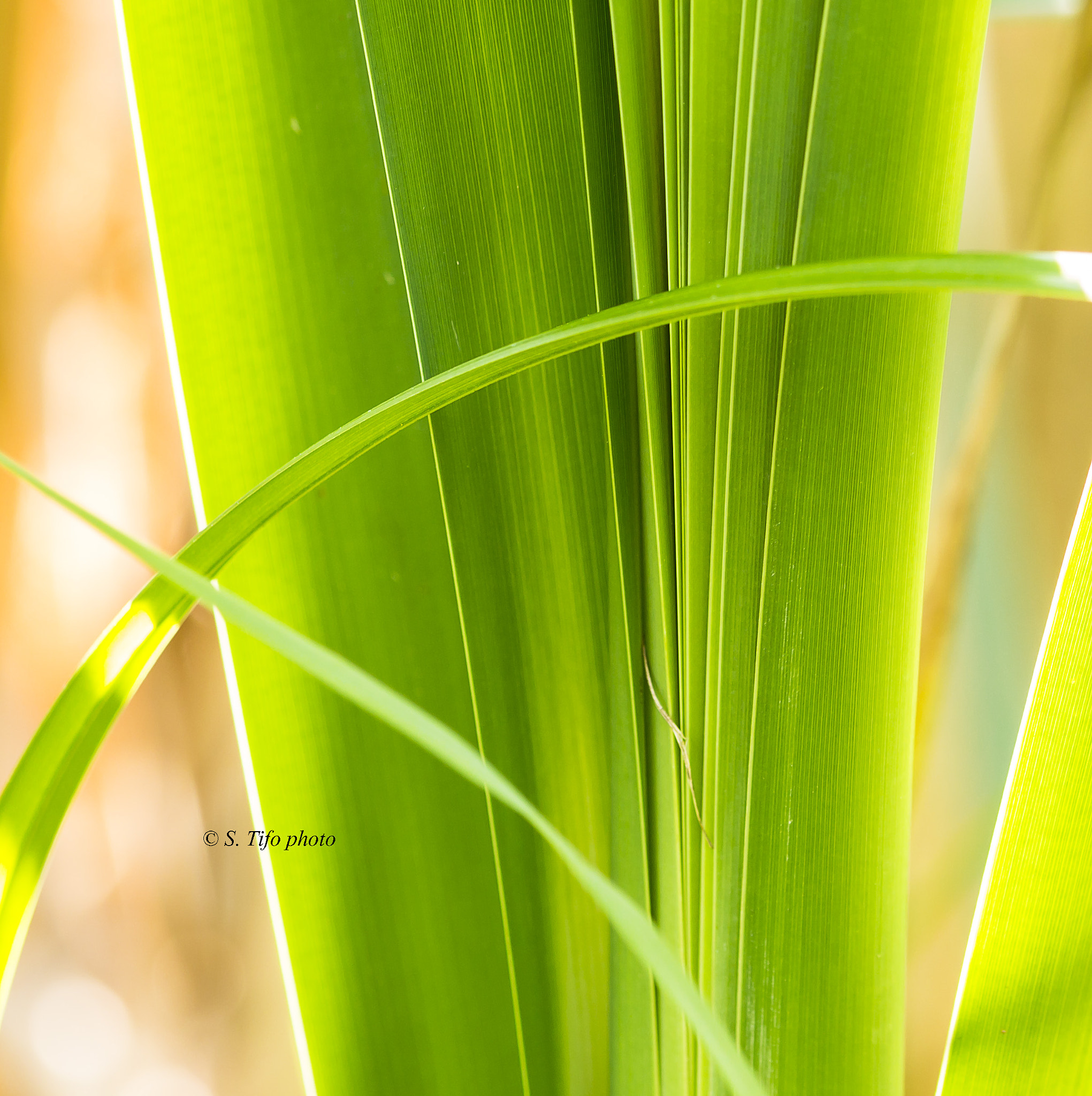 Sigma 105mm F2.8 EX DG OS HSM sample photo. Surexposition ... photography