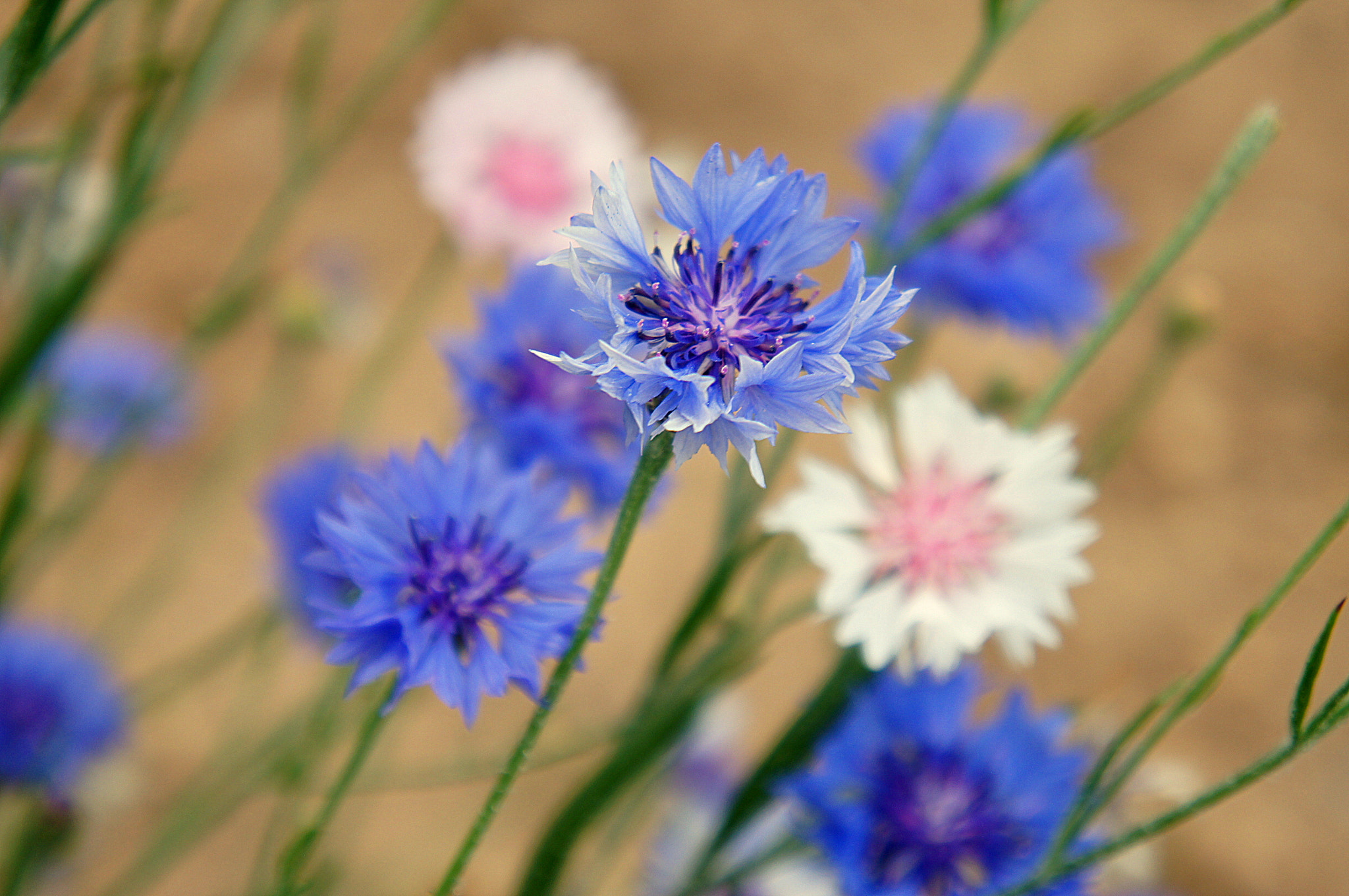 Sony Alpha NEX-C3 sample photo. Blue and pink photography
