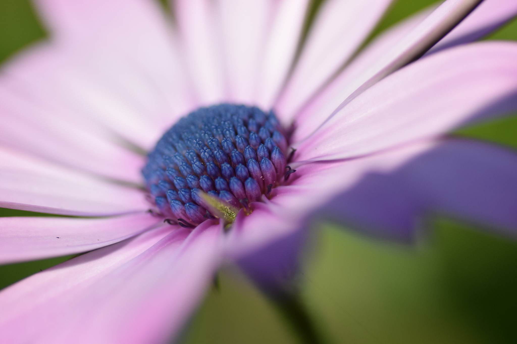 Tamron SP AF 90mm F2.8 Di Macro sample photo