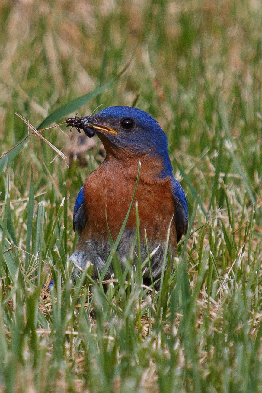 Canon EF 70-200mm F4L IS USM sample photo. Eastern bluebird photography
