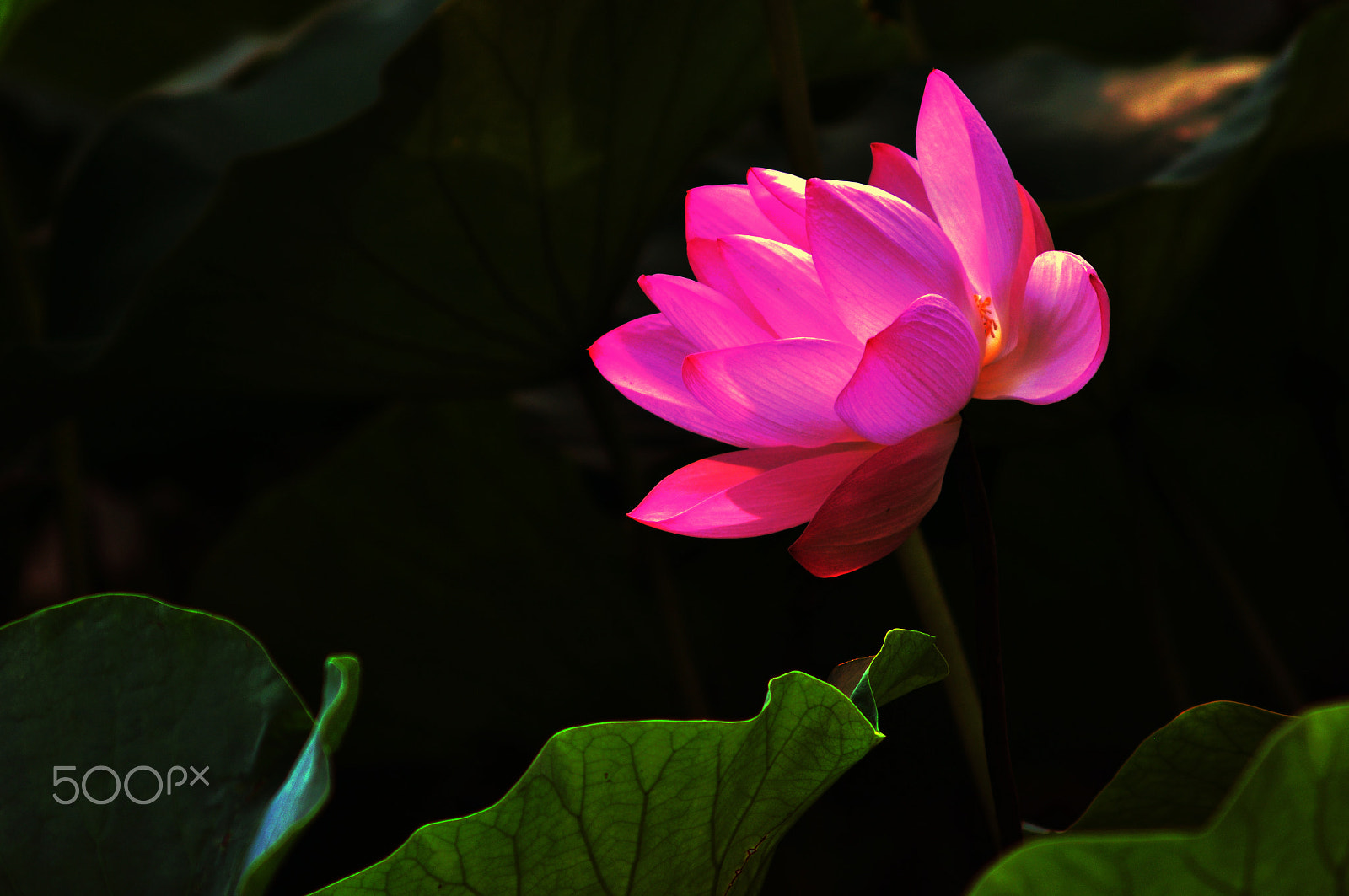 AF Zoom-Nikkor 75-300mm f/4.5-5.6 sample photo. 映日荷花 photography