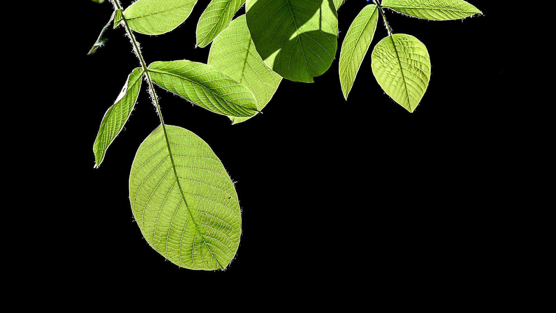 Sony Alpha a99 sample photo