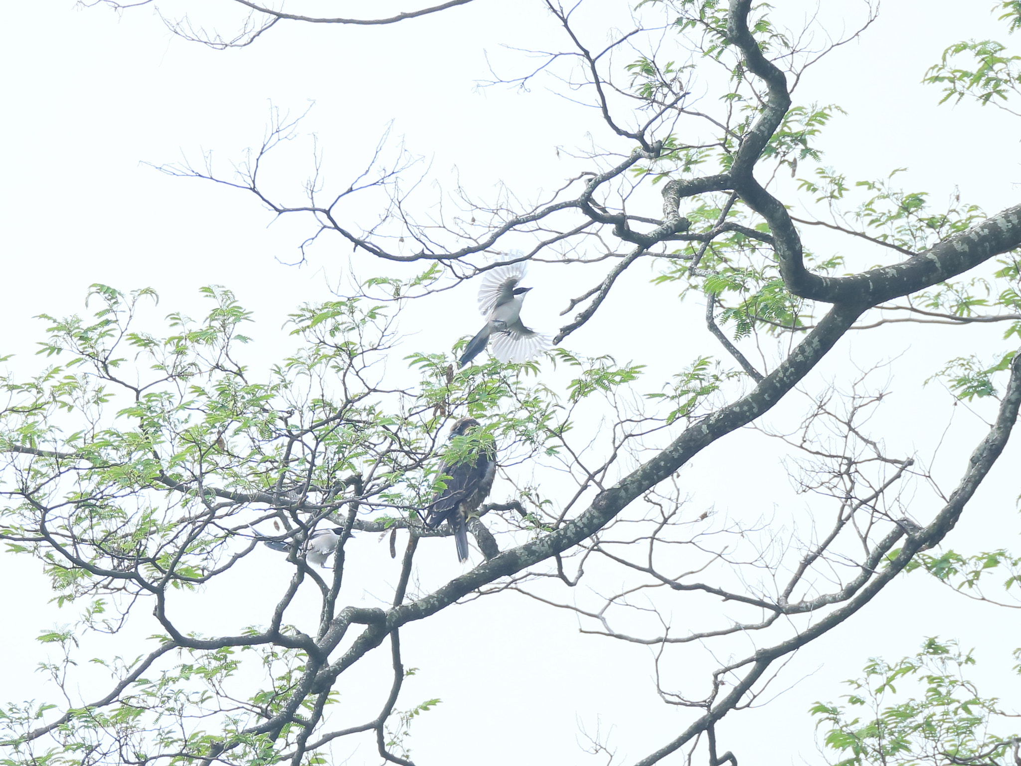 Canon EF 800mm F5.6L IS USM sample photo. ハヤブサ幼鳥 邪魔− photography