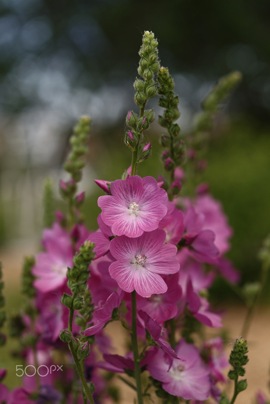 Nikon AF-S Micro-Nikkor 60mm F2.8G ED sample photo. Pink flowers photography