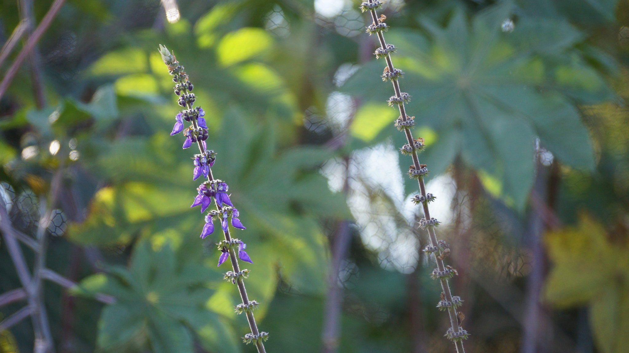 Sony SLT-A37 sample photo. Very nice background. photography
