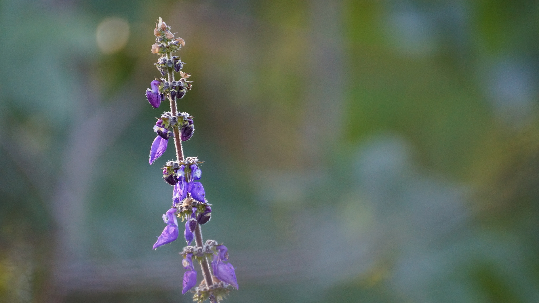 Sony SLT-A37 sample photo. Purple photography