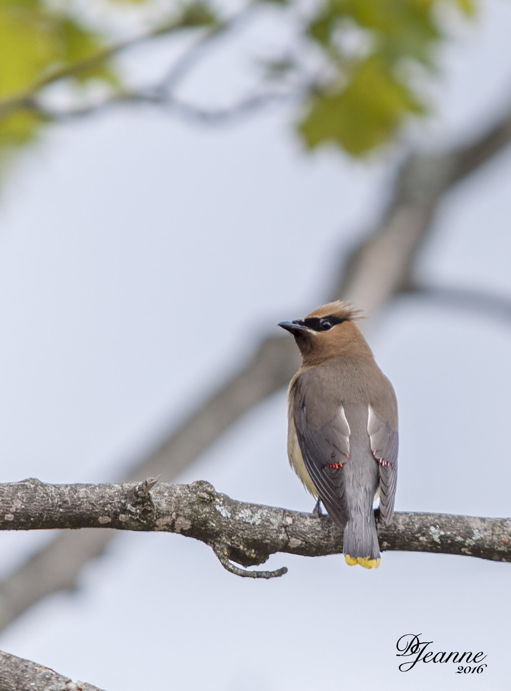 Canon EF 70-200mm F2.8L USM sample photo. Cedar waxwing photography