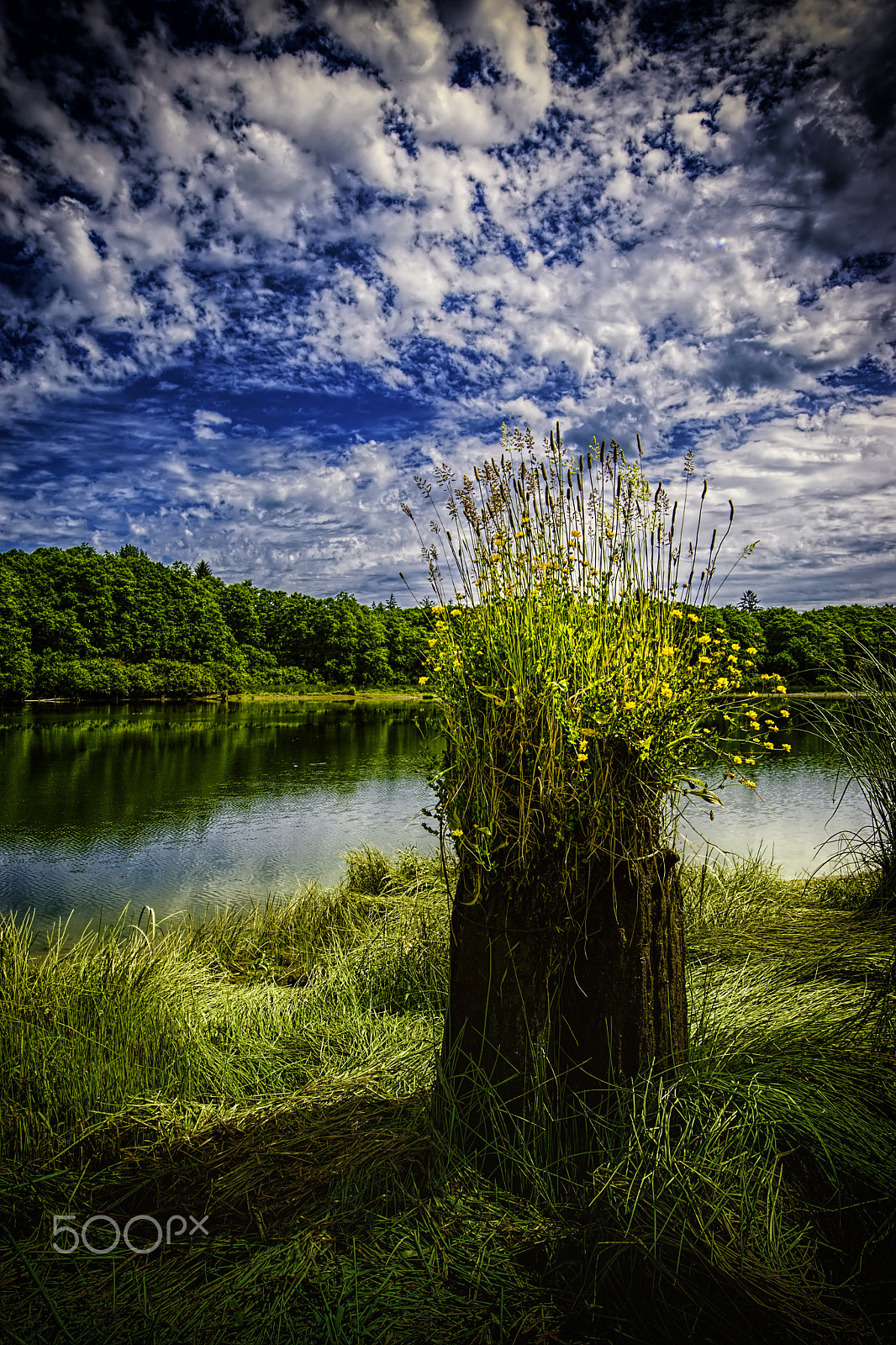 Nikon AF-S Nikkor 14-24mm F2.8G ED sample photo. Natures bouquet photography