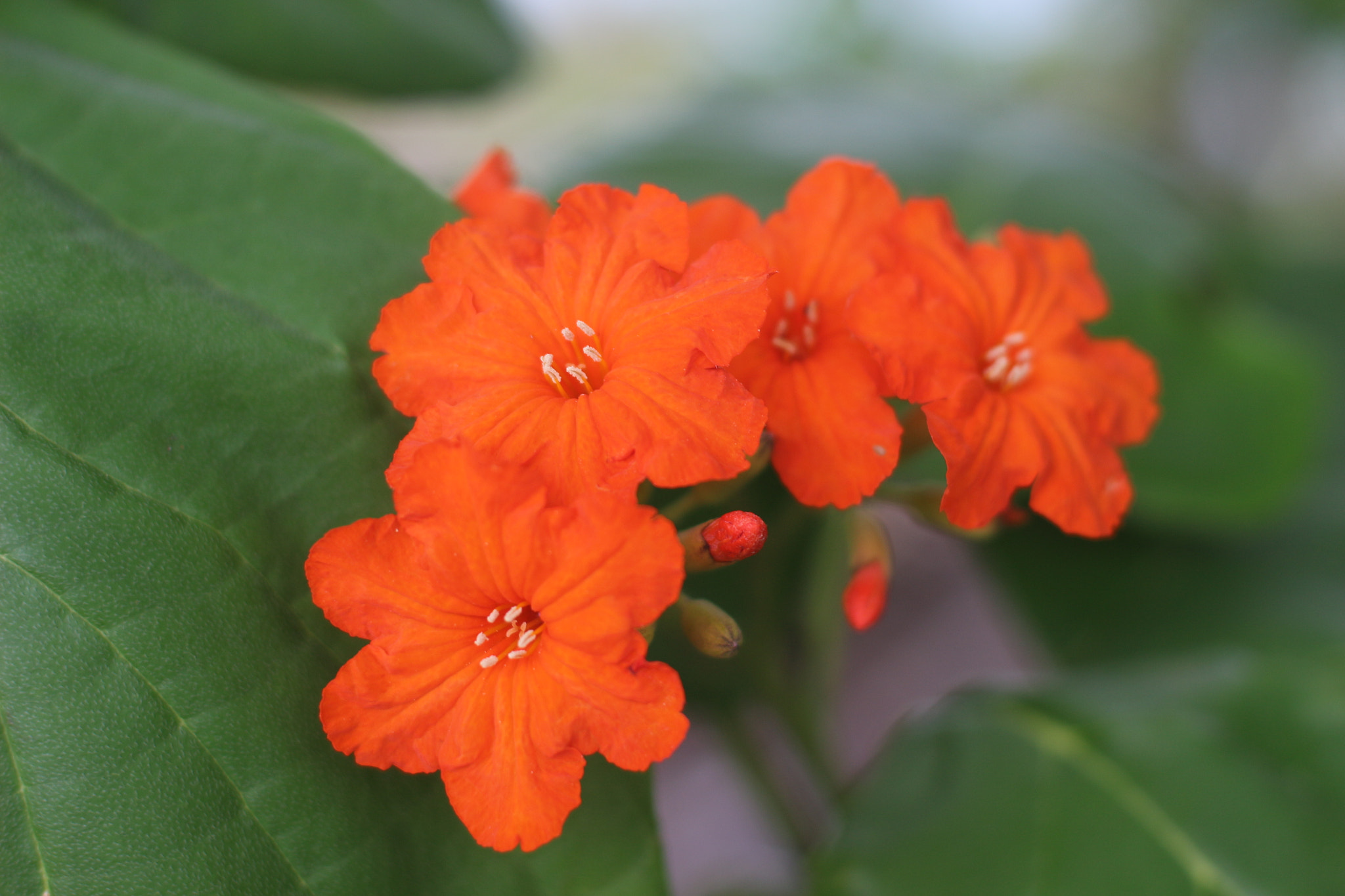 Canon EOS 100D (EOS Rebel SL1 / EOS Kiss X7) sample photo. Orange flower photography