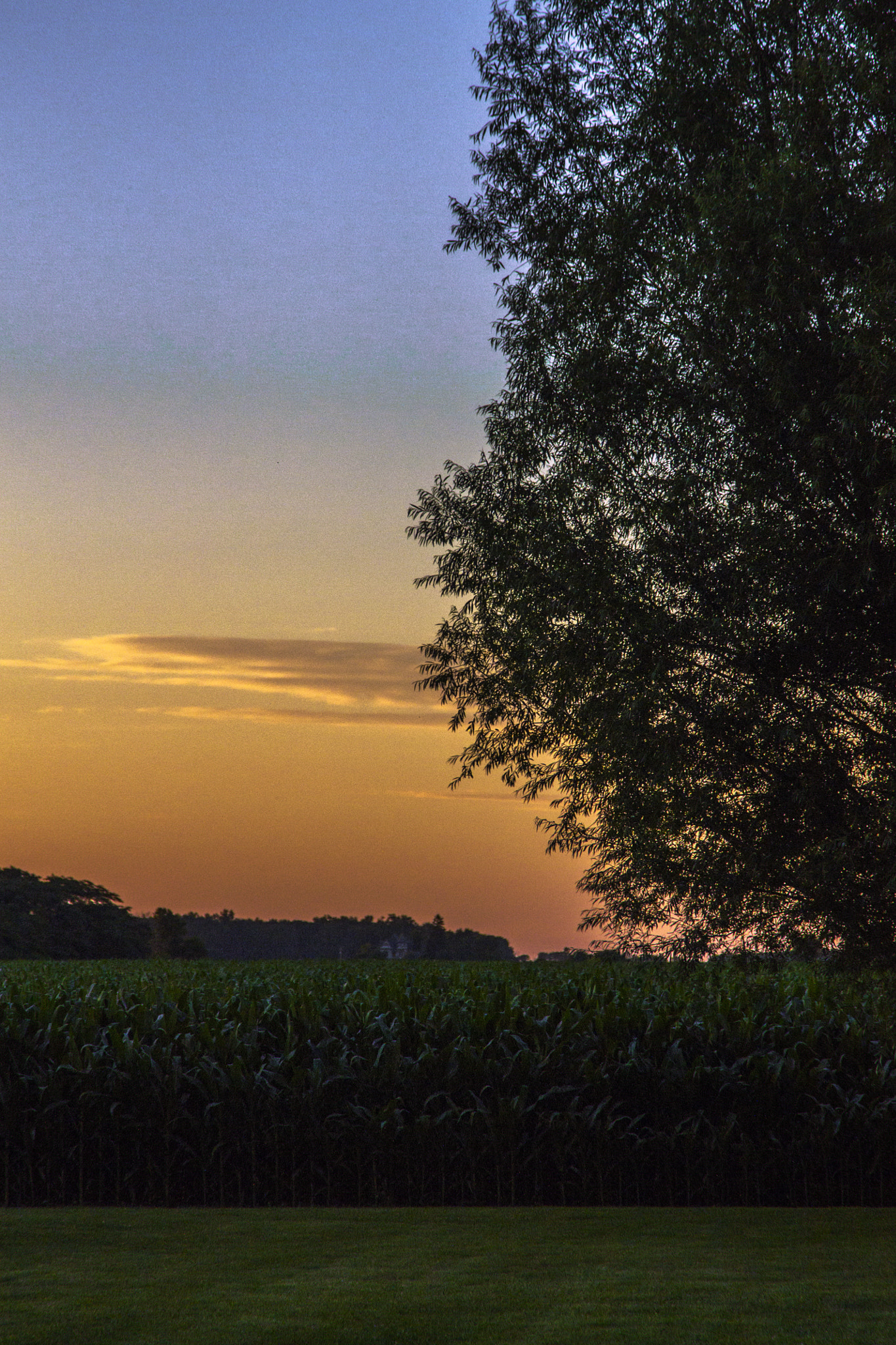 Canon EF 70-300mm F4-5.6 IS USM sample photo. Setting sun over corn photography