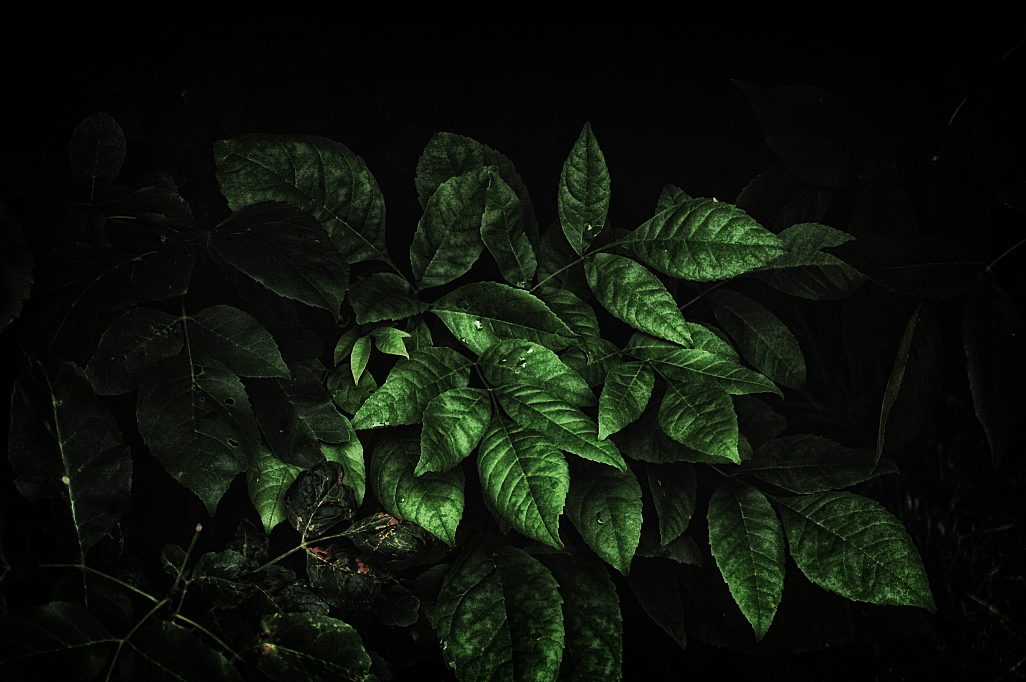 Nikon D50 sample photo. Dark leafs photography