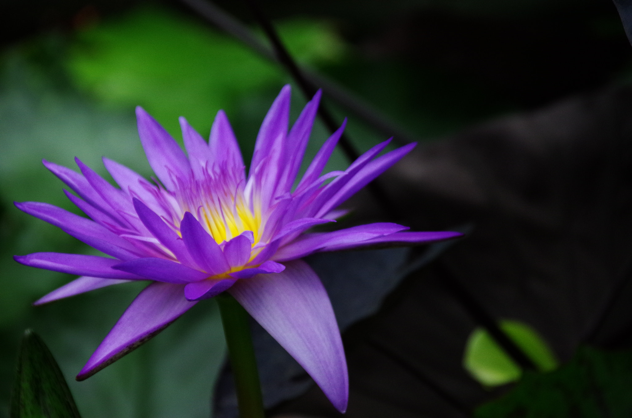 Pentax K-50 + Sigma 18-250mm F3.5-6.3 DC Macro OS HSM sample photo