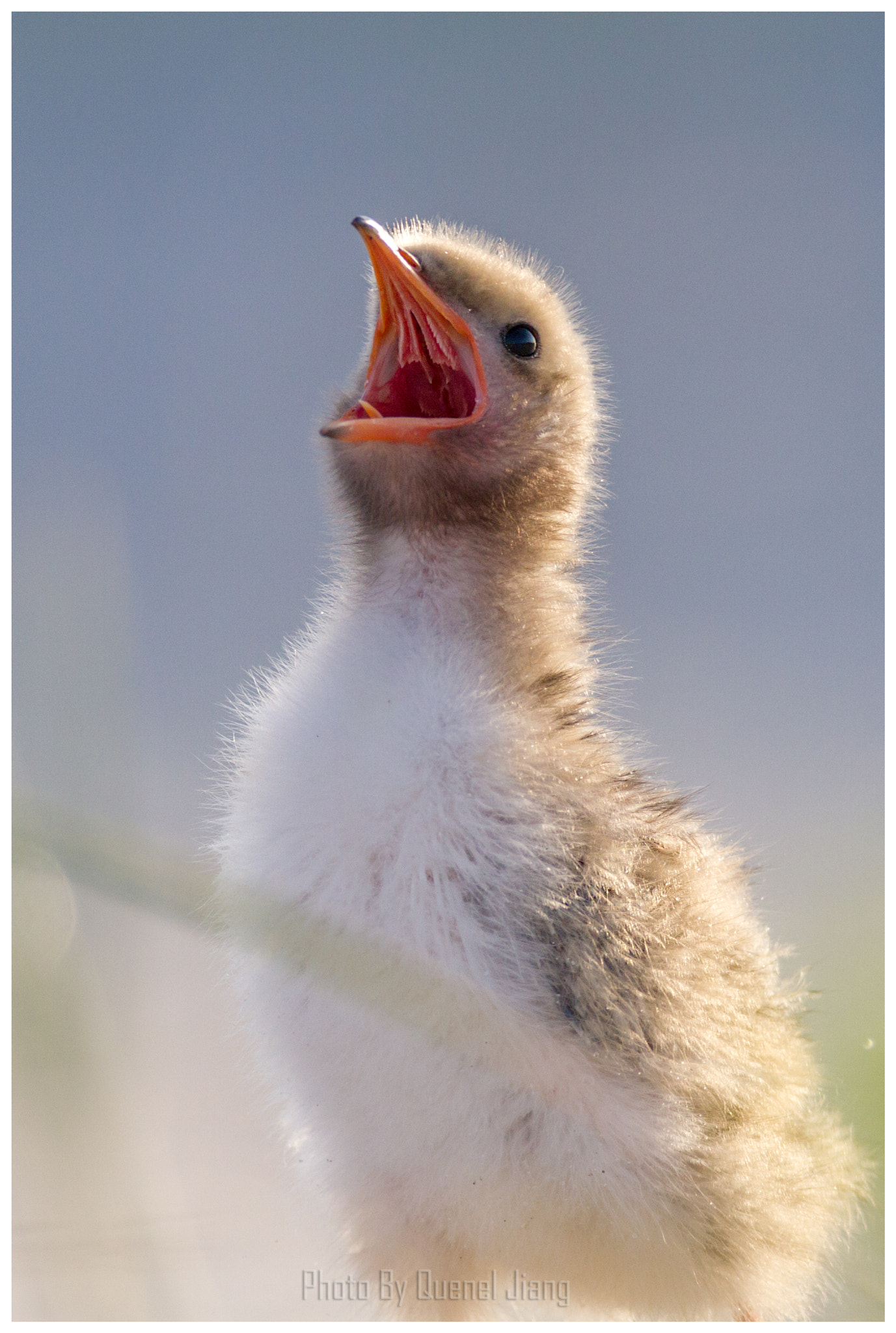 Canon EF 600mm F4L IS USM sample photo. Baby tern photography