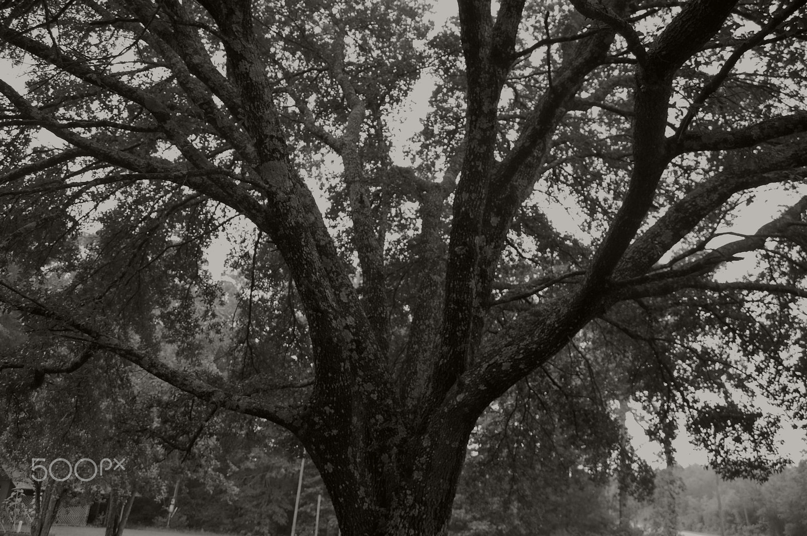 Nikon D40 sample photo. Live oak photography