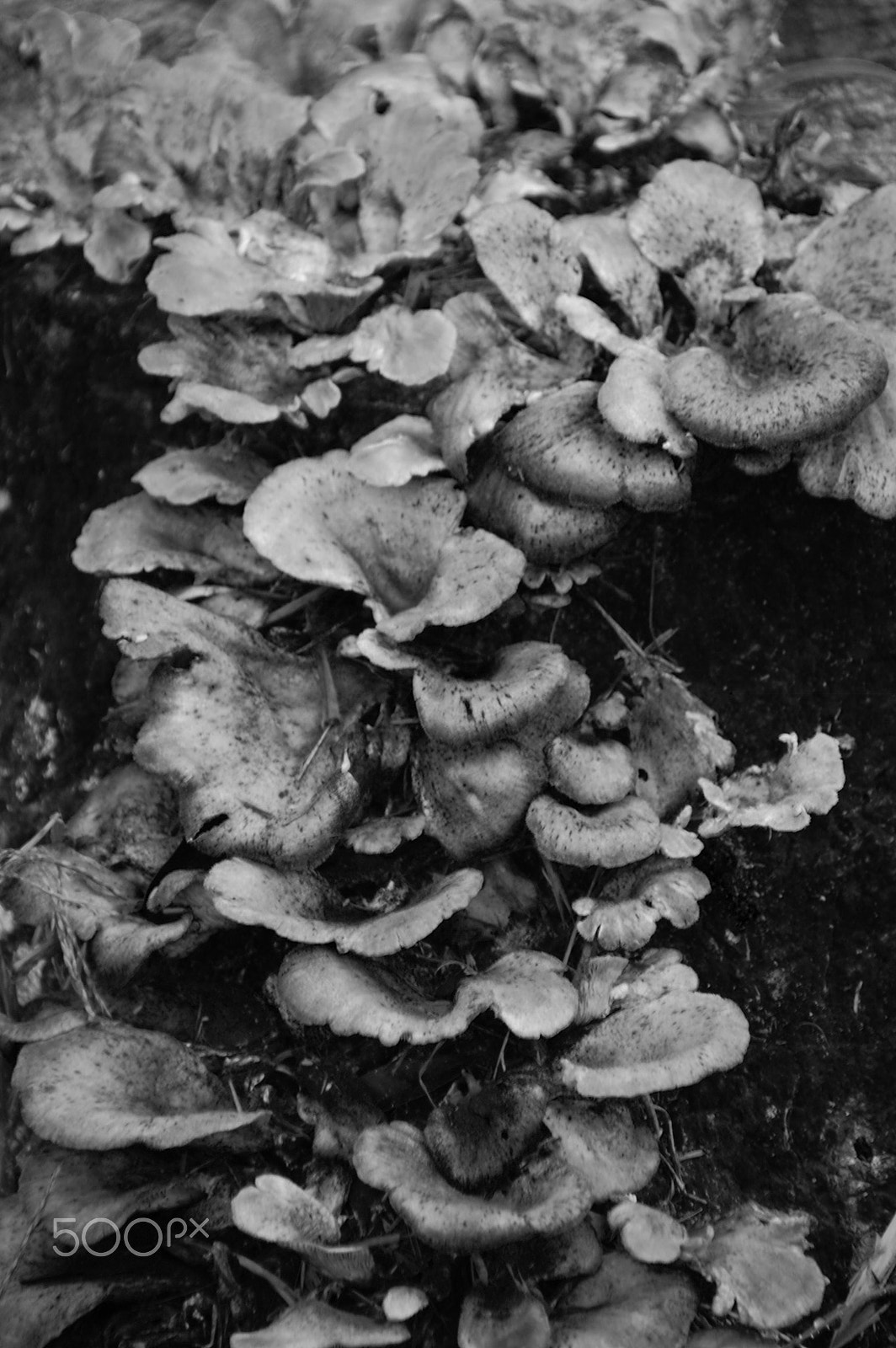 Nikon D40 sample photo. Mushroom stump photography