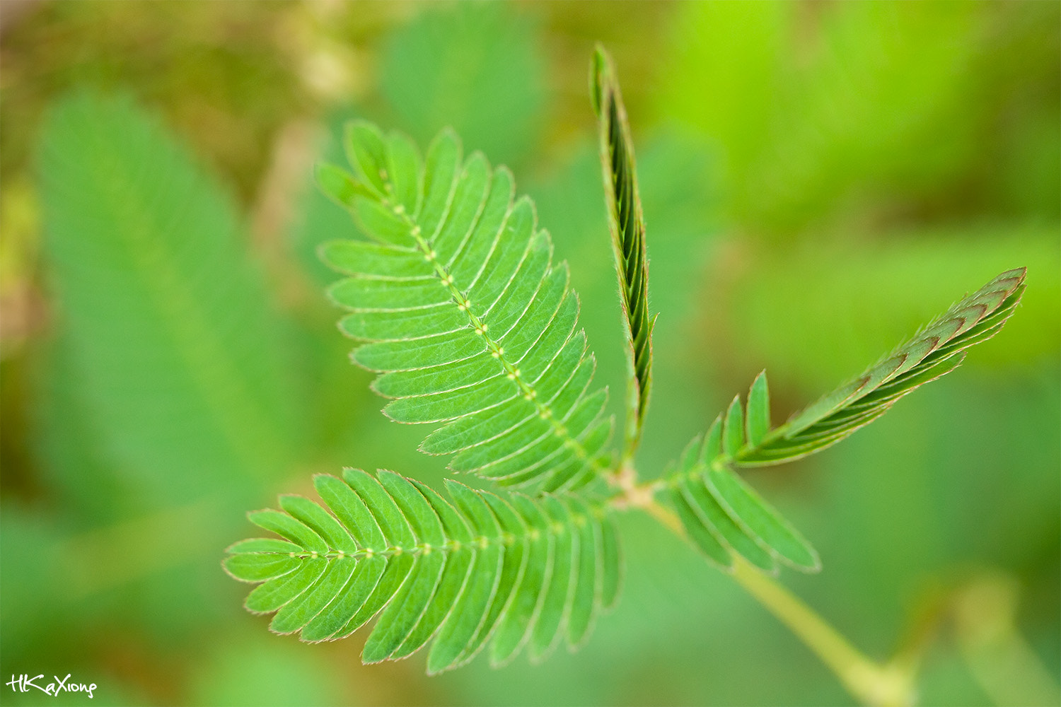 Canon EF-S 60mm F2.8 Macro USM sample photo. Shy leaves photography