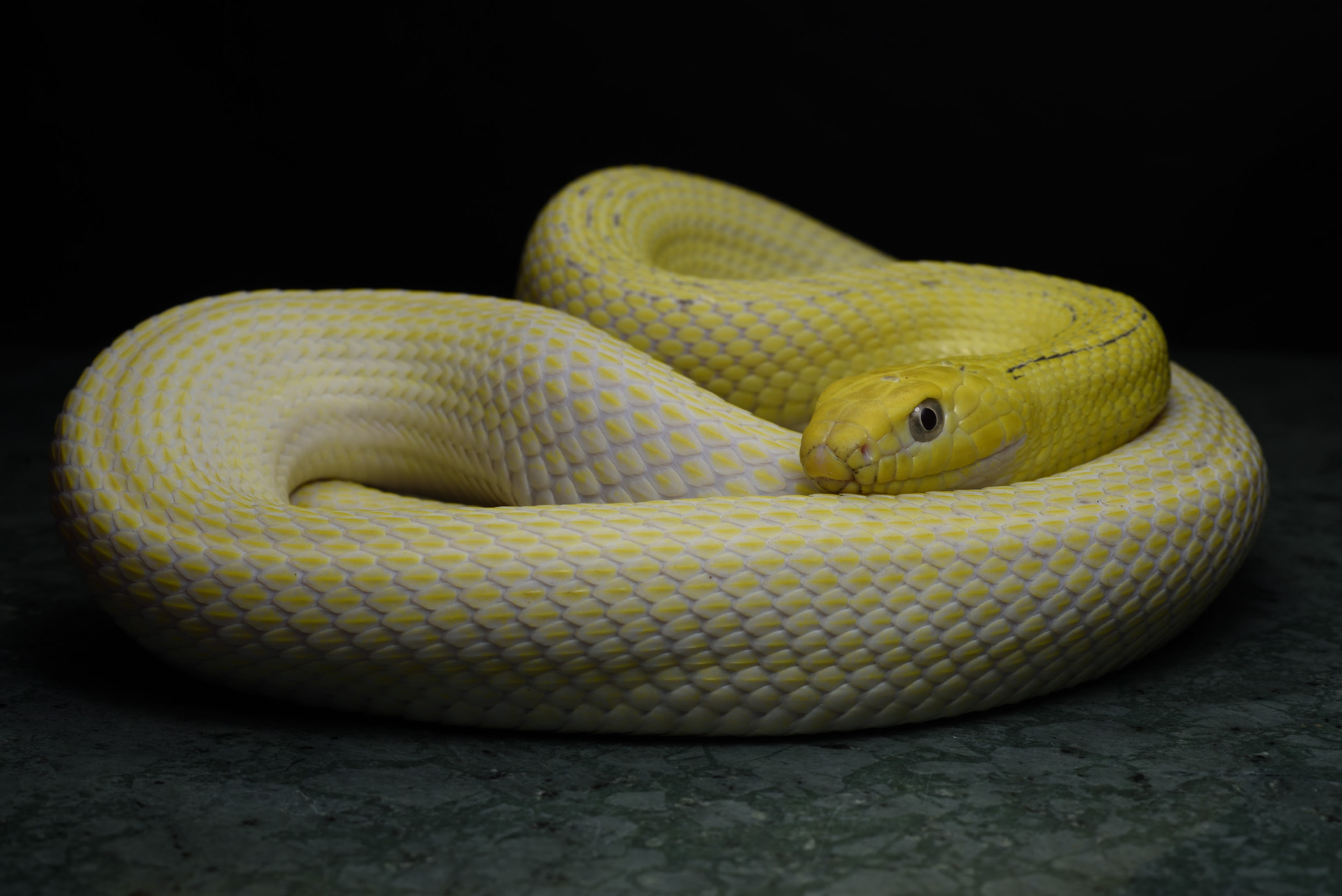 ZEISS Makro-Planar T* 50mm F2 sample photo. Elaphe carinata “leucistic” photography