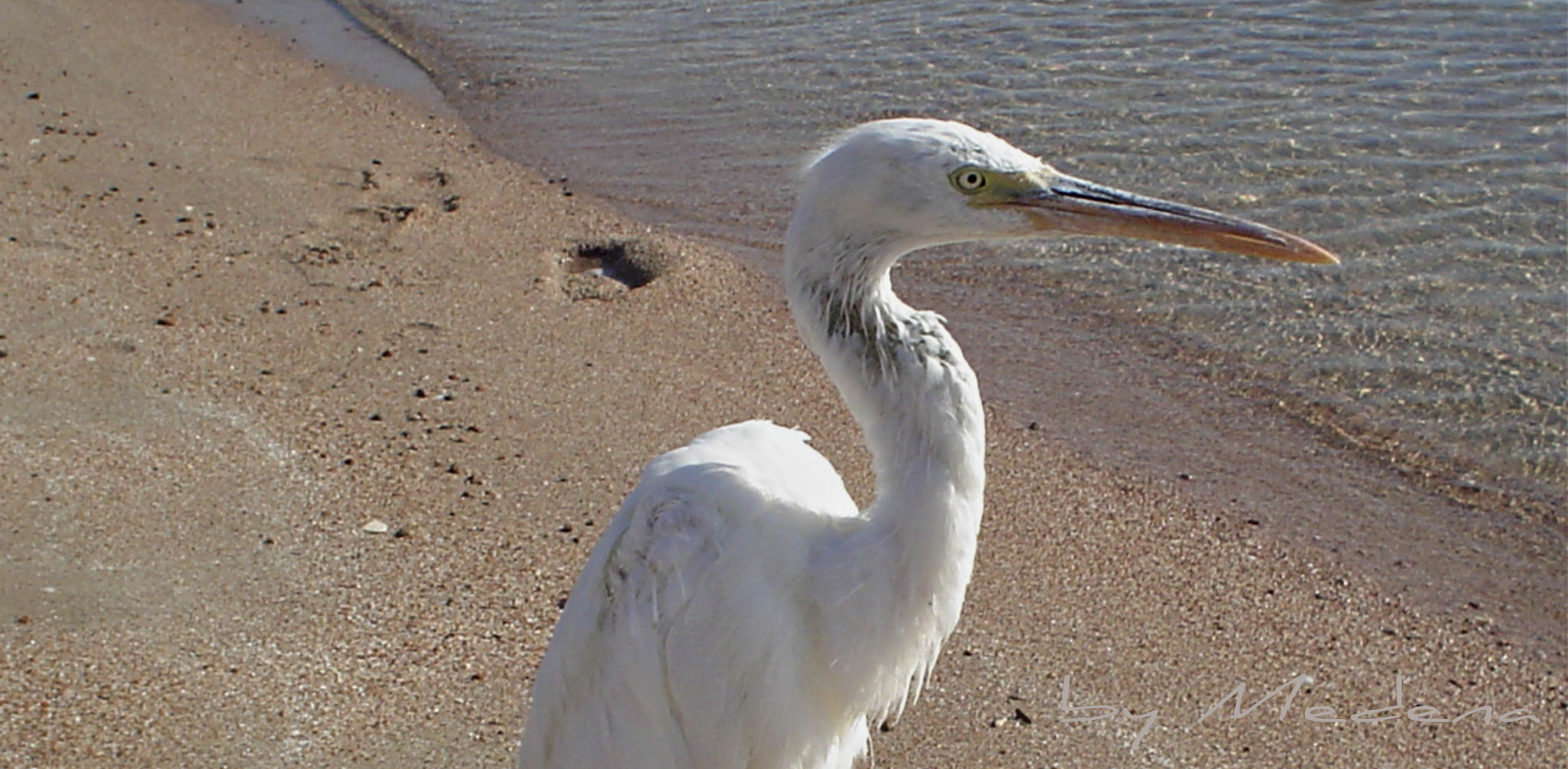 Sony DSC-P32 sample photo. Lonely on the beach photography