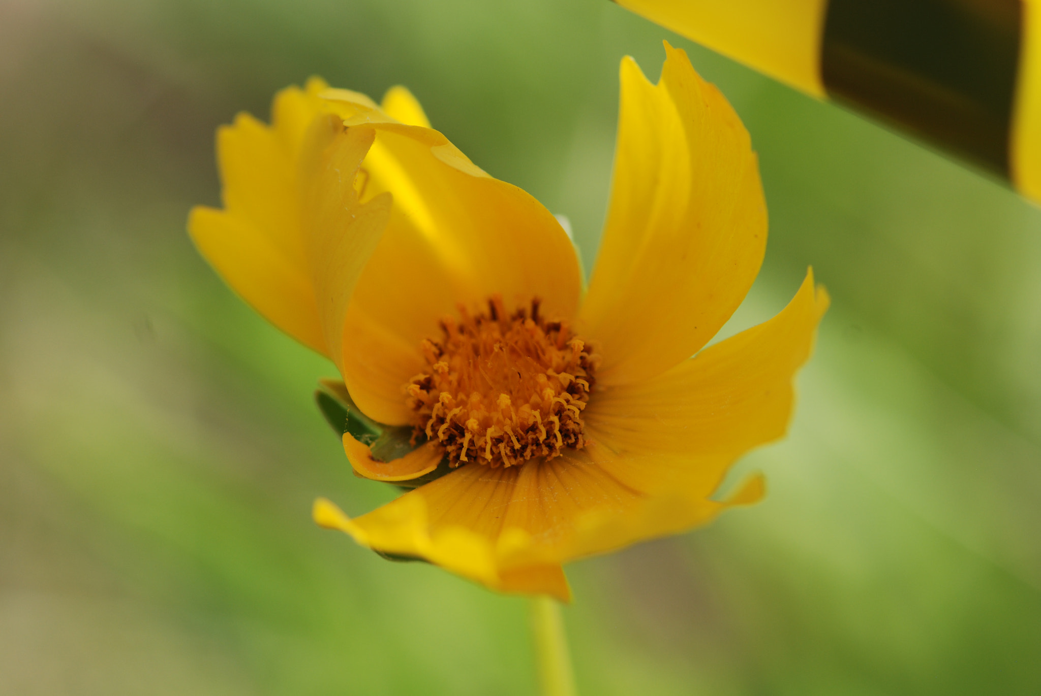 Nikon AF-S Micro-Nikkor 105mm F2.8G IF-ED VR sample photo. Yellowflower photography