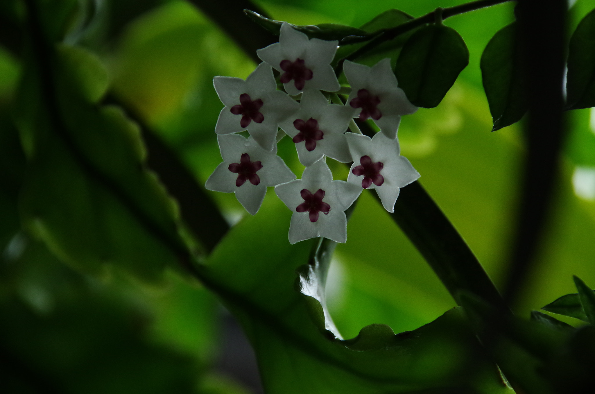 Pentax K-50 + Sigma 18-250mm F3.5-6.3 DC Macro OS HSM sample photo