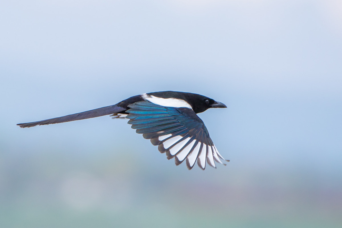 Canon EOS 7D Mark II + Canon EF 200-400mm F4L IS USM Extender 1.4x sample photo. Black-billed magpie photography