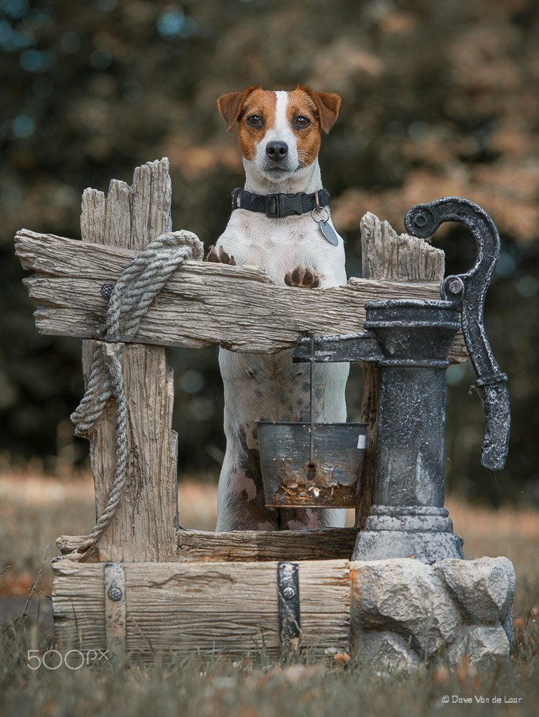 Nikon AF-S Nikkor 200-400mm F4G ED-IF VR sample photo. Jack russell terrier photography