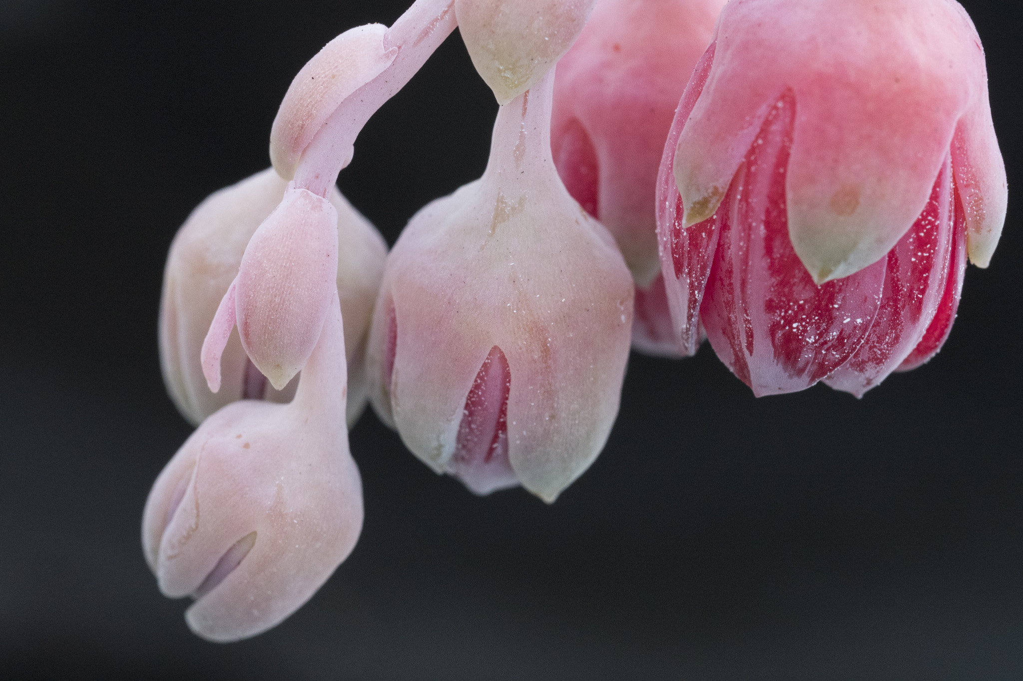 Panasonic Lumix DMC-GH4 + Canon EF 100mm F2.8L Macro IS USM sample photo. Succulent pink photography