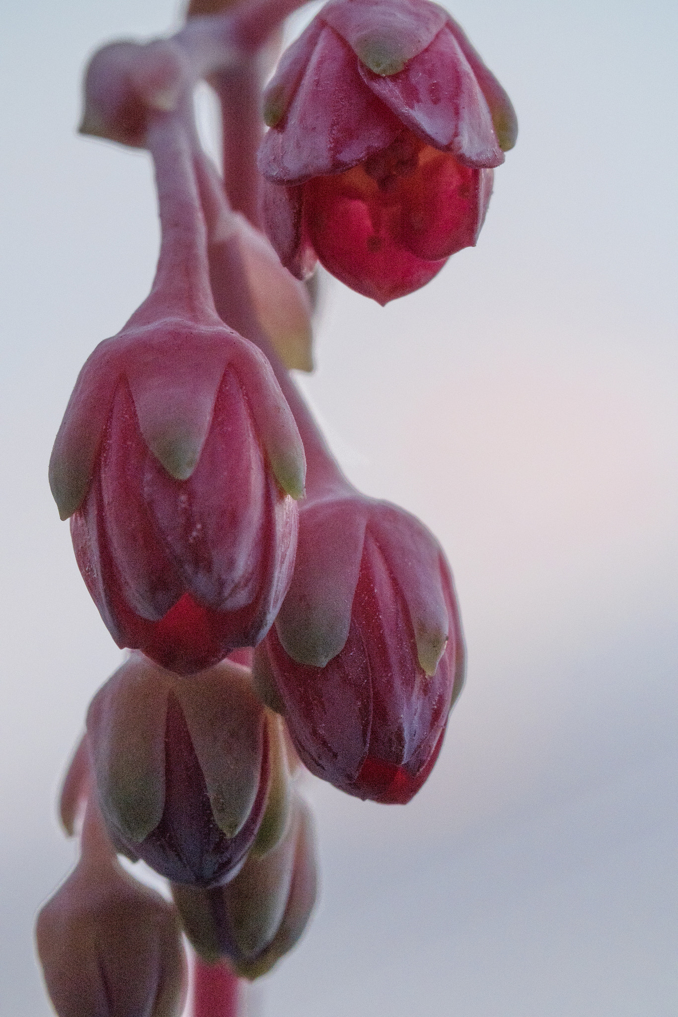 Panasonic Lumix DMC-GH4 + Canon EF 100mm F2.8L Macro IS USM sample photo. Pendulous pink photography