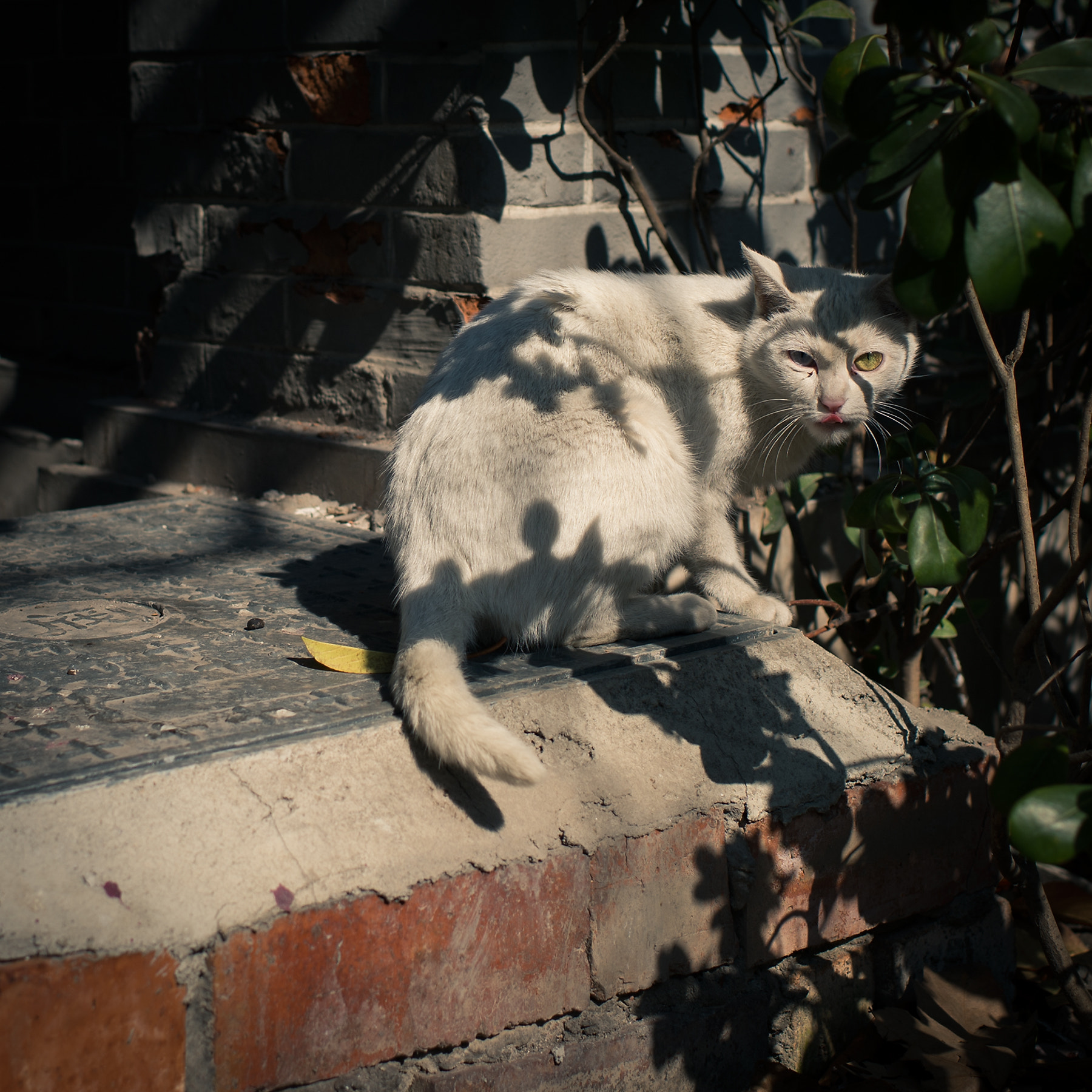 Nikon Df + Nikon AF-S Nikkor 35mm F1.4G sample photo. Cat in the shadow photography