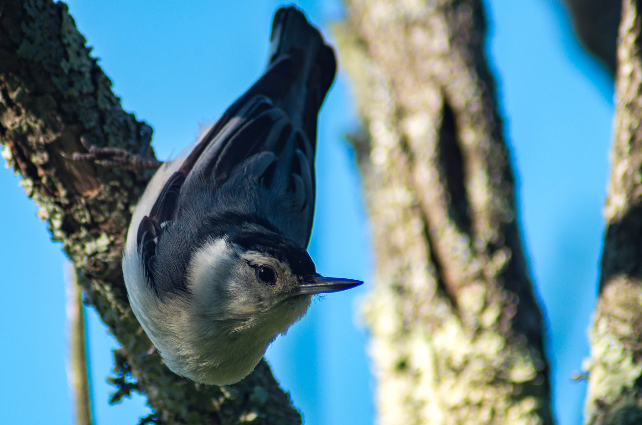 Pentax K-50 + Tamron AF 70-300mm F4-5.6 Di LD Macro sample photo. Nuthatch photography