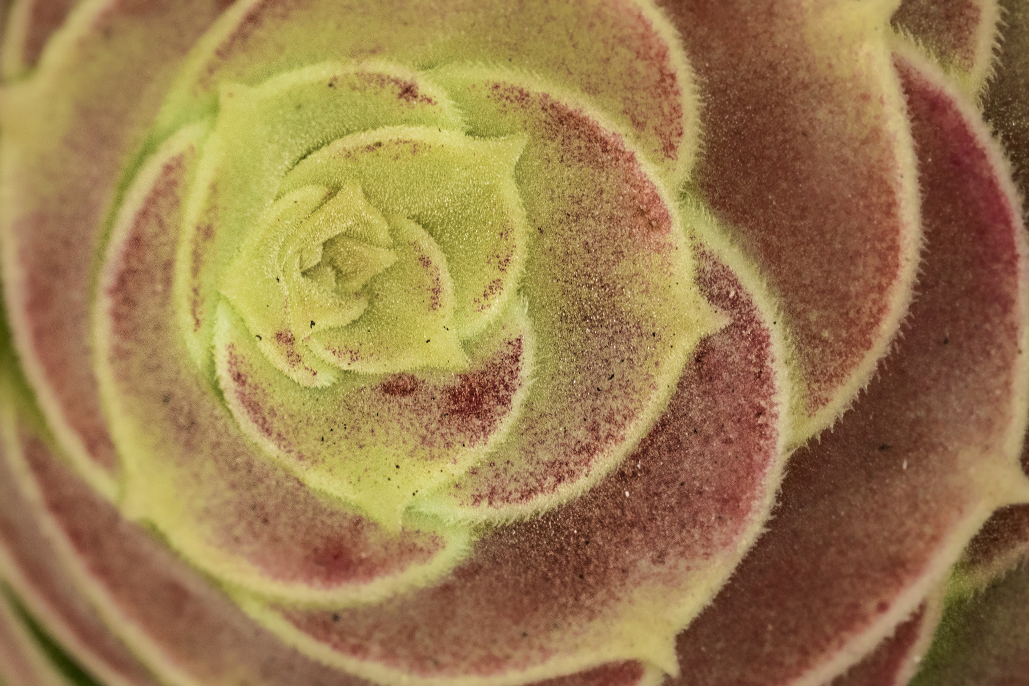 Canon EF 100mm F2.8L Macro IS USM sample photo. Aeonium photography