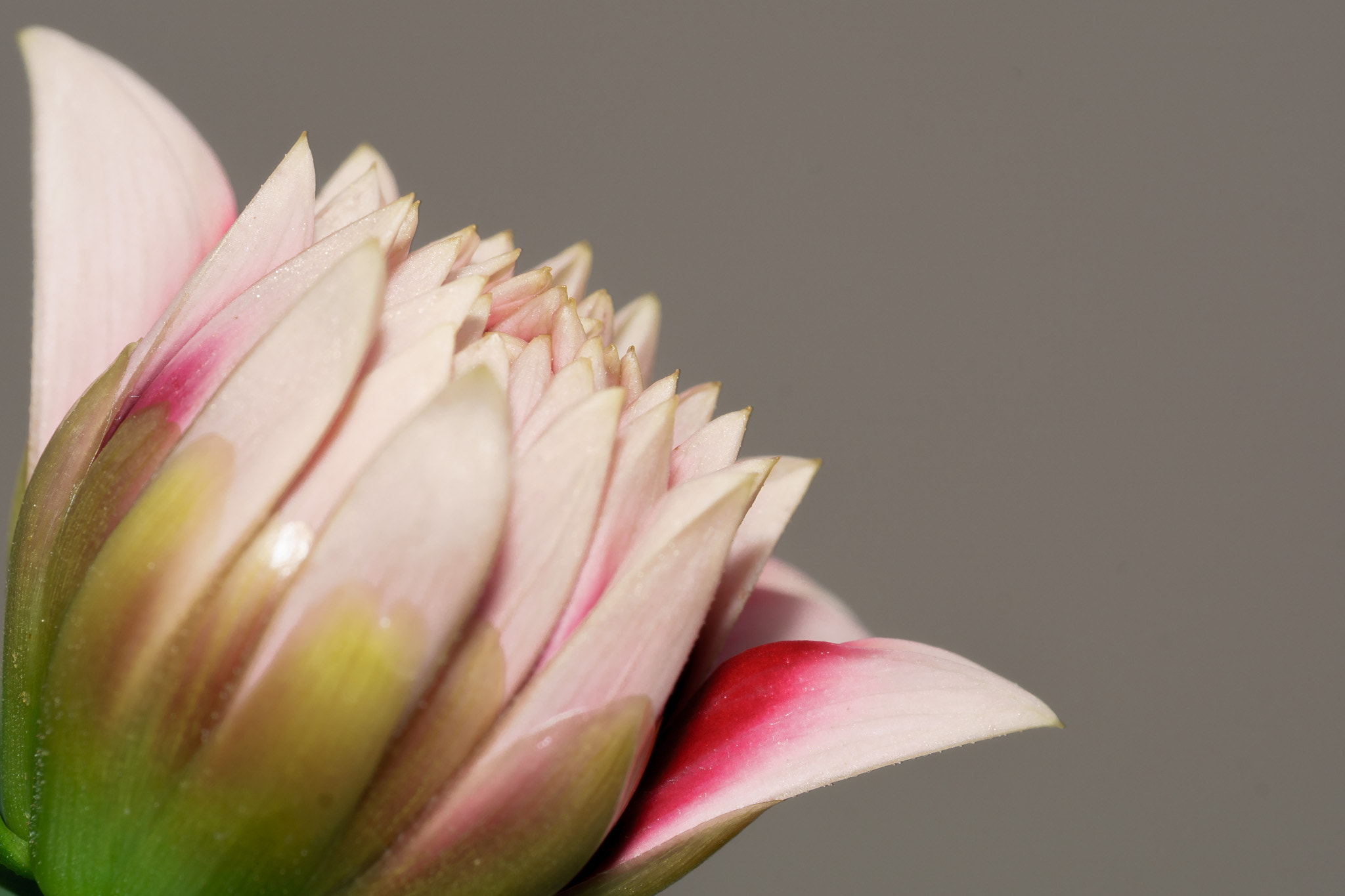 Tamron SP 70-300mm F4-5.6 Di USD sample photo. Blossom edge photography