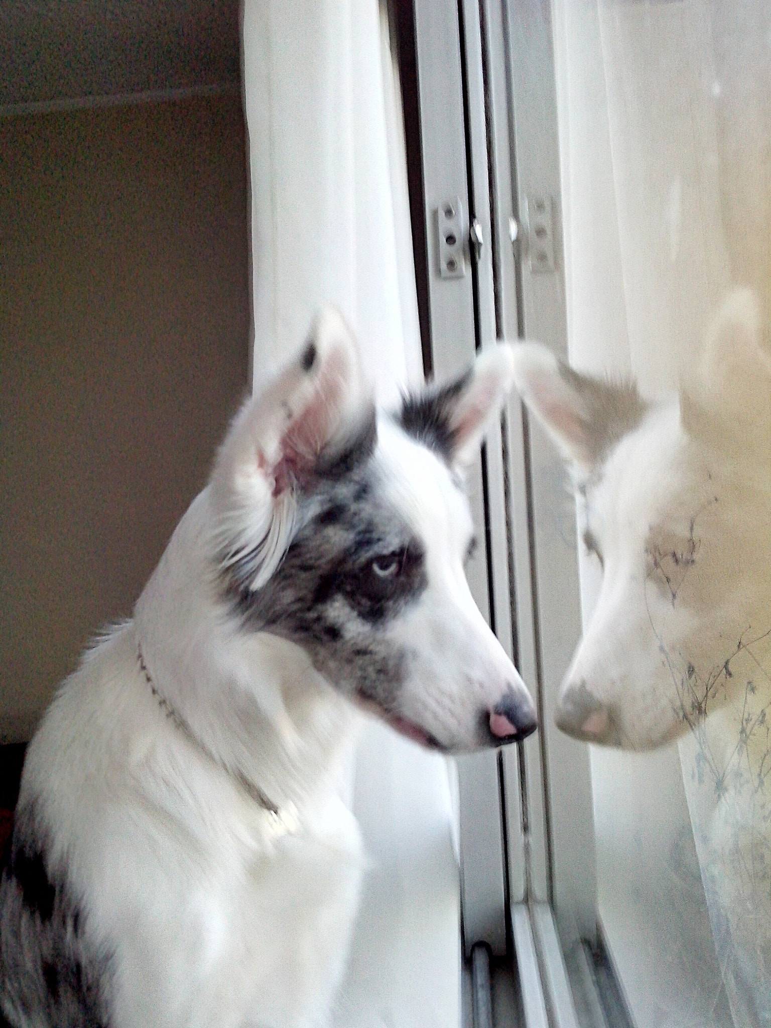Motorola RAZR D1 sample photo. Perfectlyclear photography