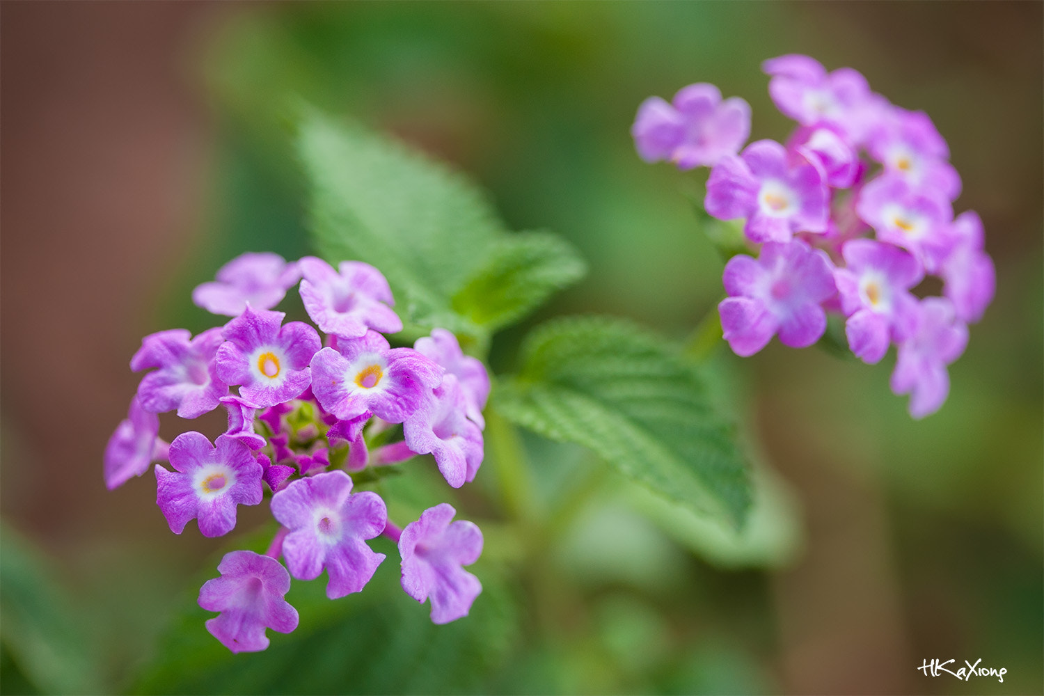 Canon EF-S 60mm F2.8 Macro USM sample photo. Verbene hybride photography