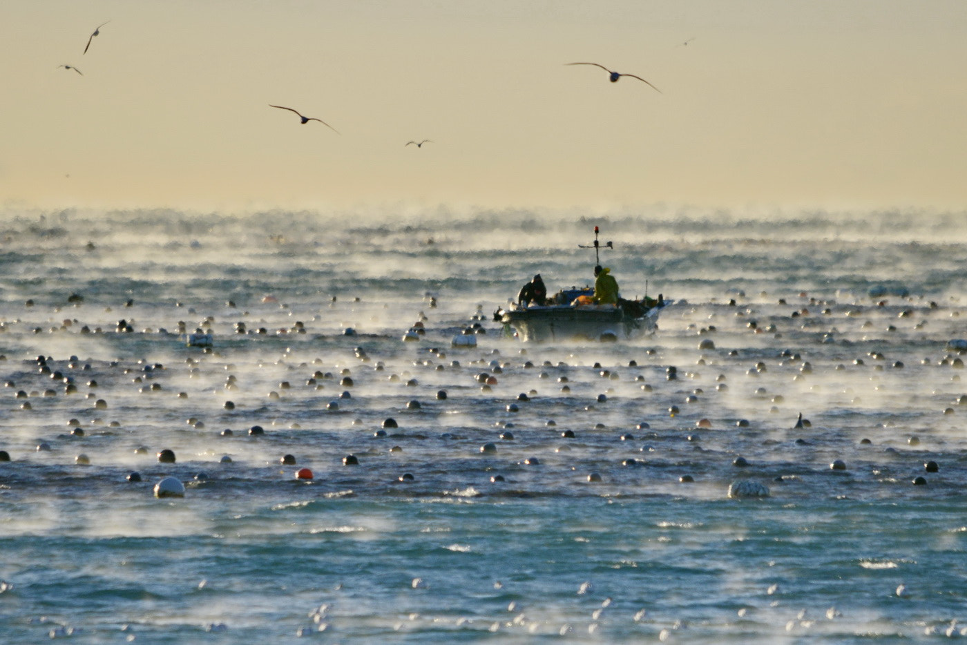 Sigma 150-500mm F5-6.3 DG OS HSM sample photo. Fisherman photography