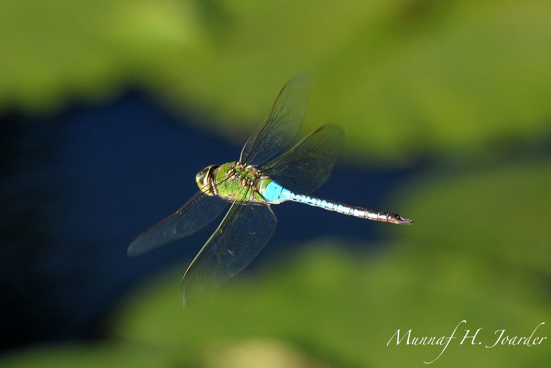 Nikon AF-S Nikkor 200-500mm F5.6E ED VR sample photo