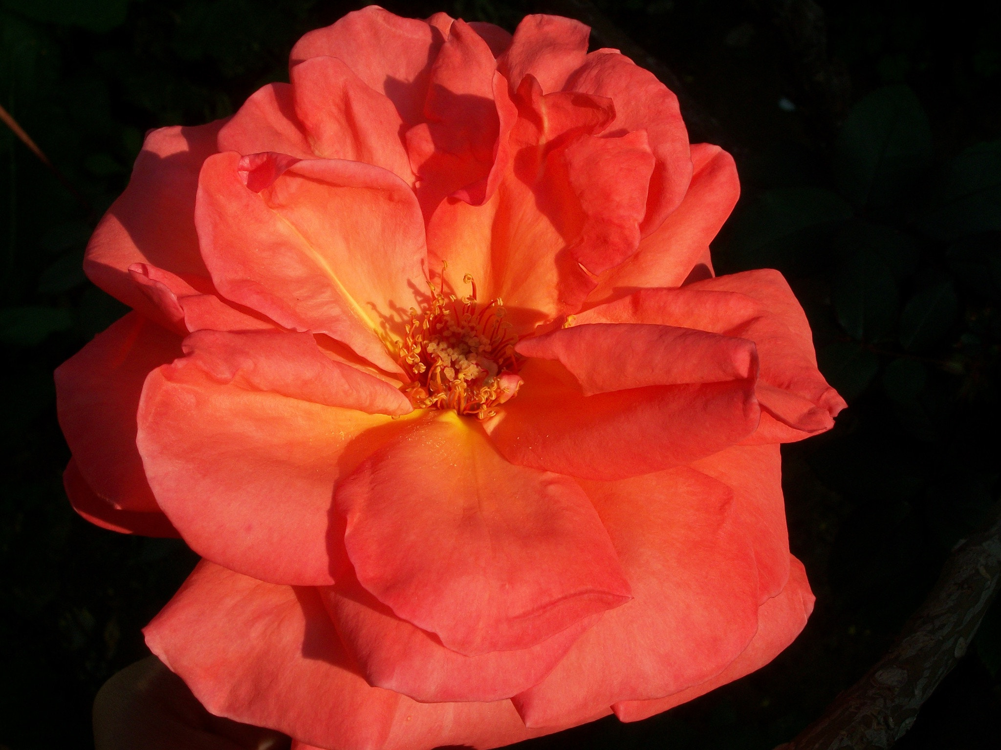 Kodak EASYSHARE M340 DIGITAL CAMERA sample photo. Rose photography