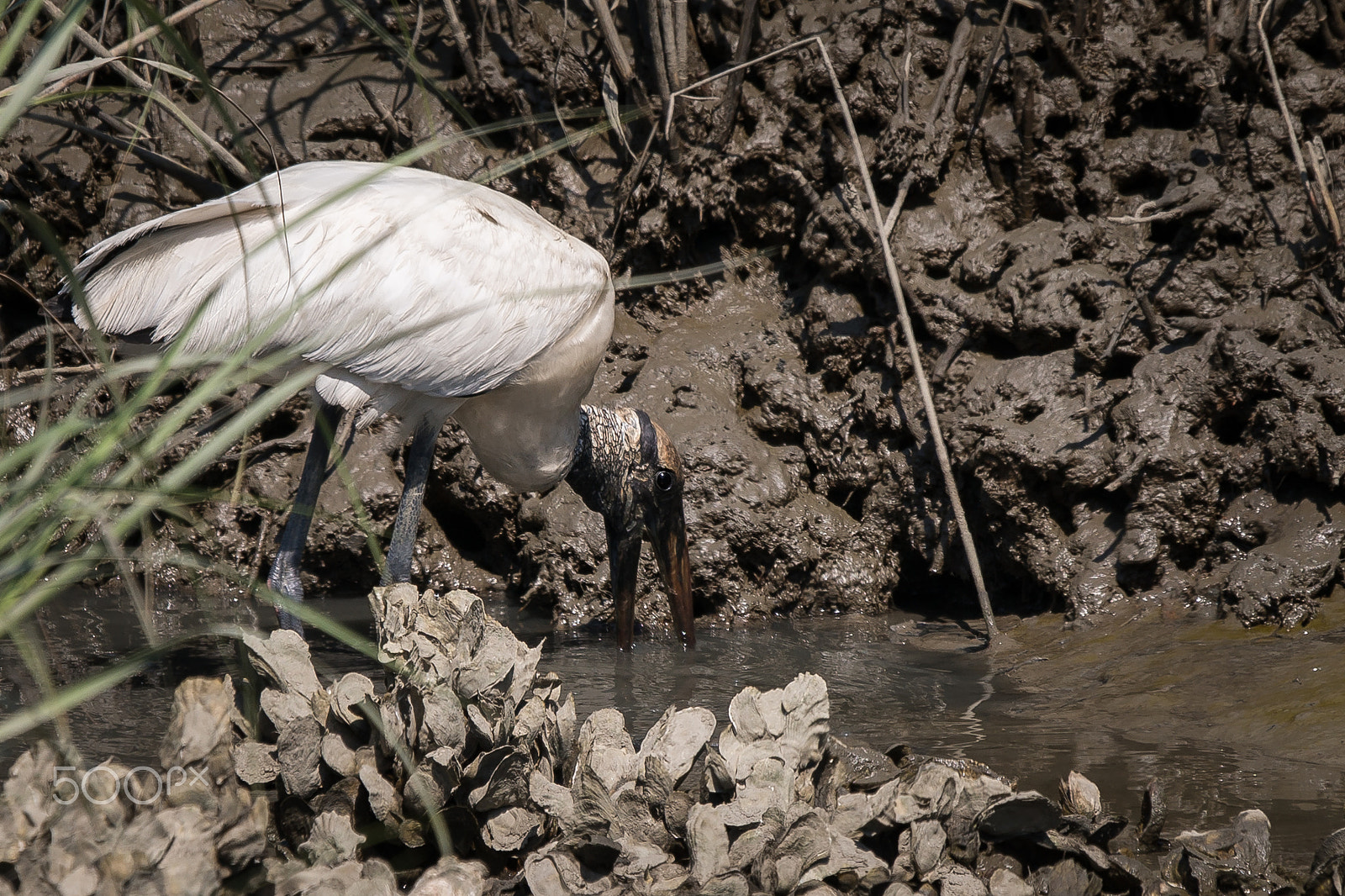 Sony 70-400mm F4-5.6 G SSM II sample photo. Wood stork photography