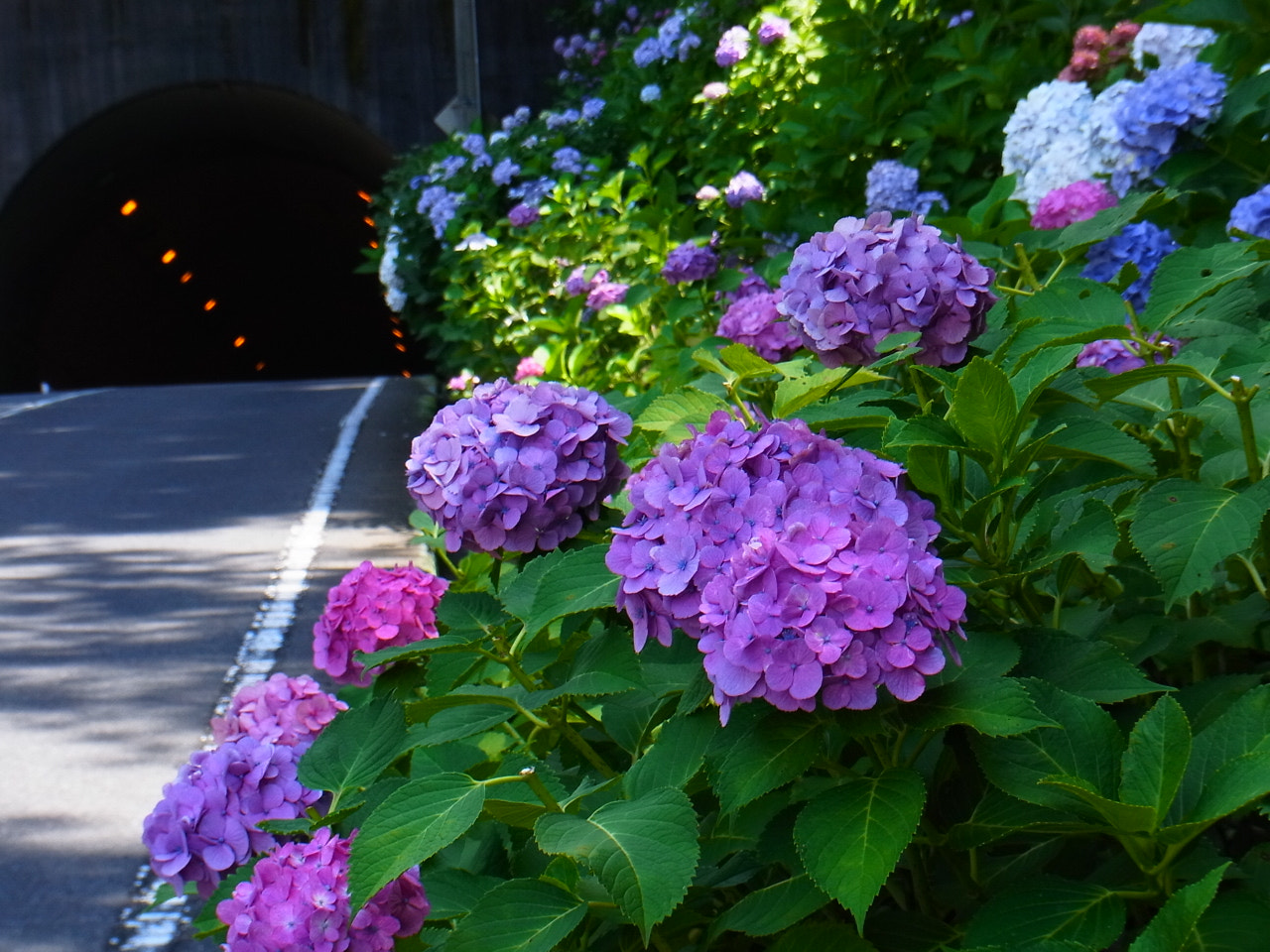 Ricoh CX5 sample photo. 紫陽花ロード２０１５ photography