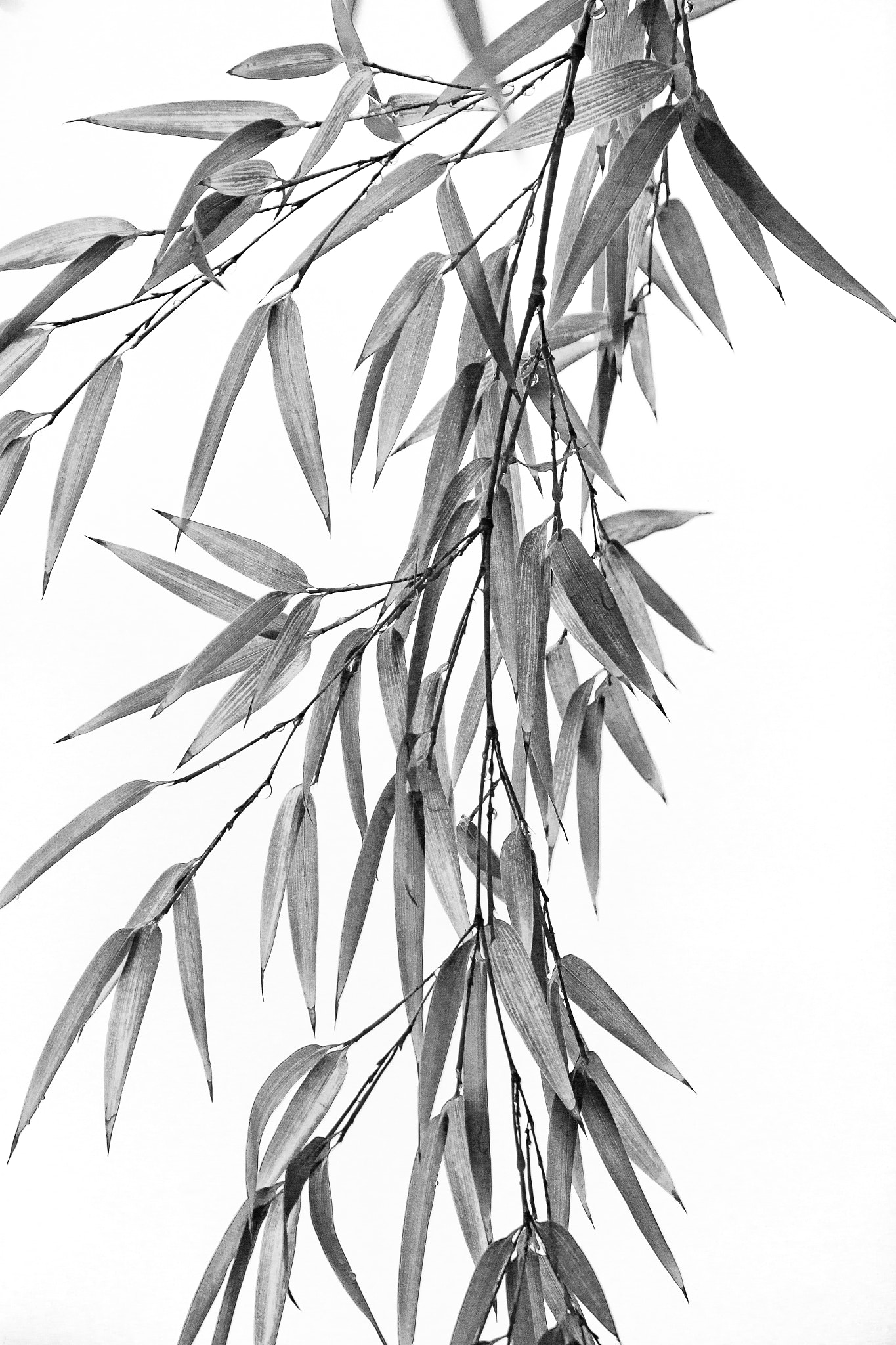 Canon EOS 650D (EOS Rebel T4i / EOS Kiss X6i) sample photo. Bamboo wet in rain photography