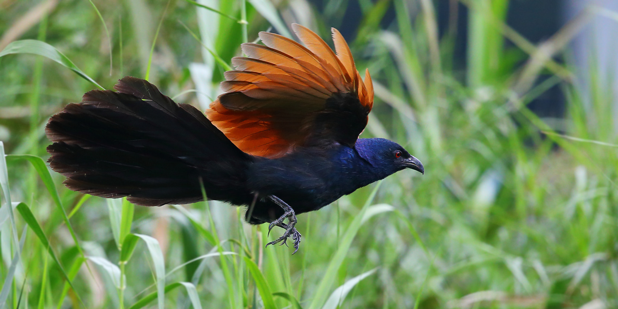 Canon EF 300mm F2.8L IS II USM sample photo. Polophilus sinensis stephens photography
